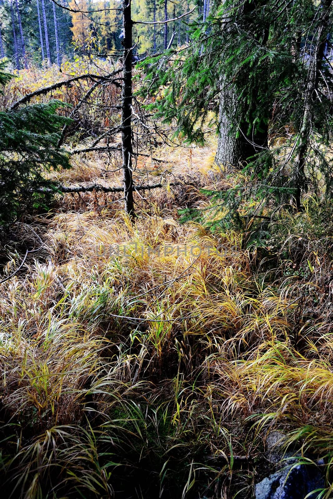 Forest in Slovakian Mountains