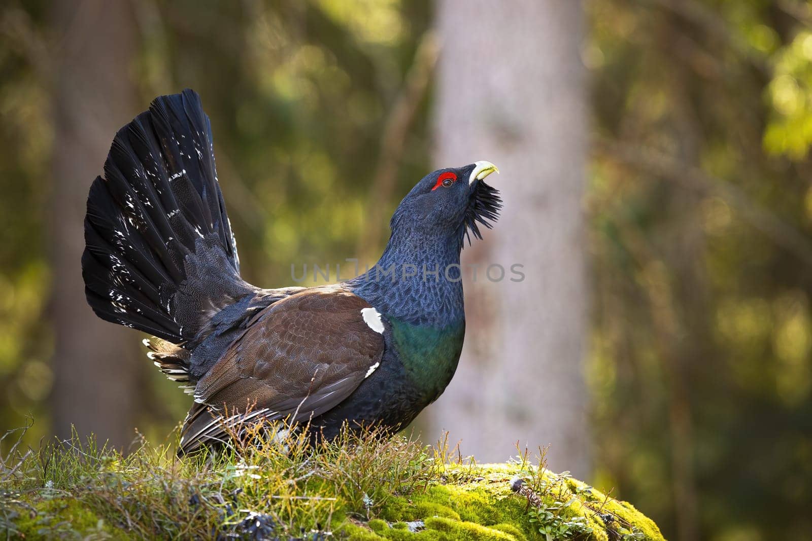 Colorful western capercaillie, tetrao urogallus, lekking in the sunny morning atmosphere. Big wild bird strutting from the moss-covered rock. Majestic animal with beautiful plumage in its biotope.