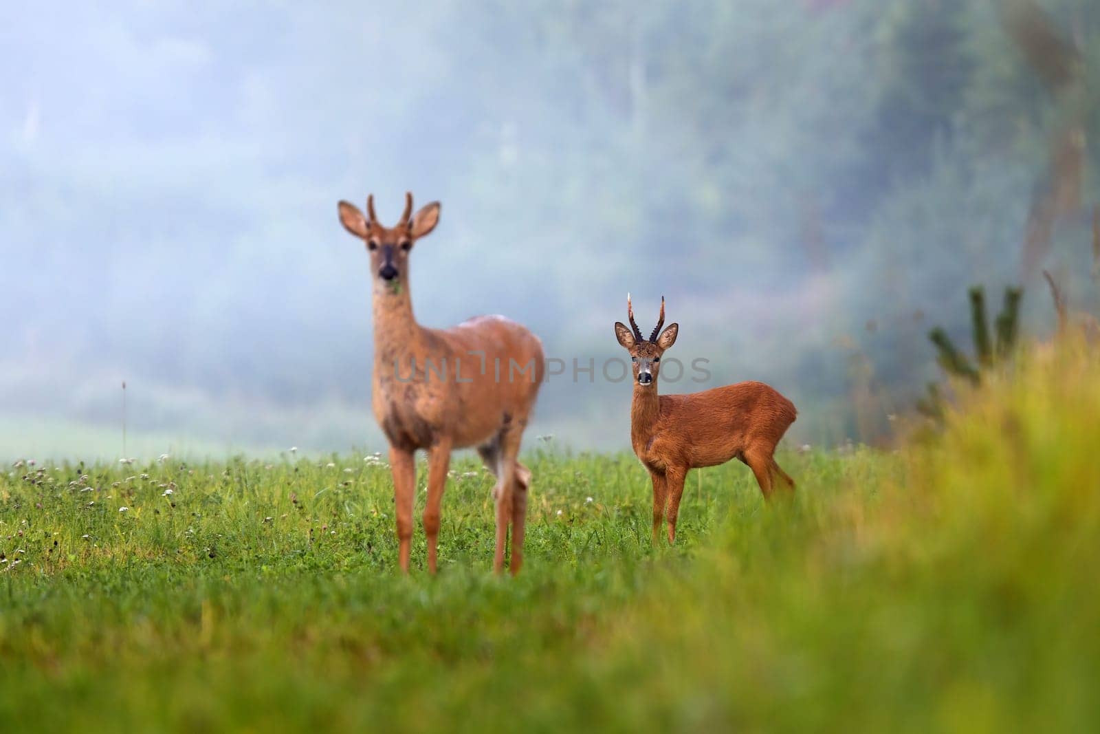 Two different species of deer on green field in summer nature. roe deer, capreolus capreolus, and white-tailed deer, odocoileus virginianus, facing camera.