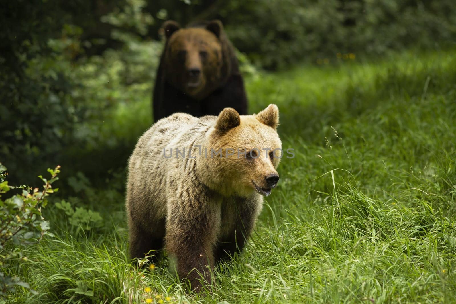 Male brown bear, ursus arctos, following female in rutting season on green meadow. Two wild mammal approaching from front view. Pair of animal in bonding behavior.