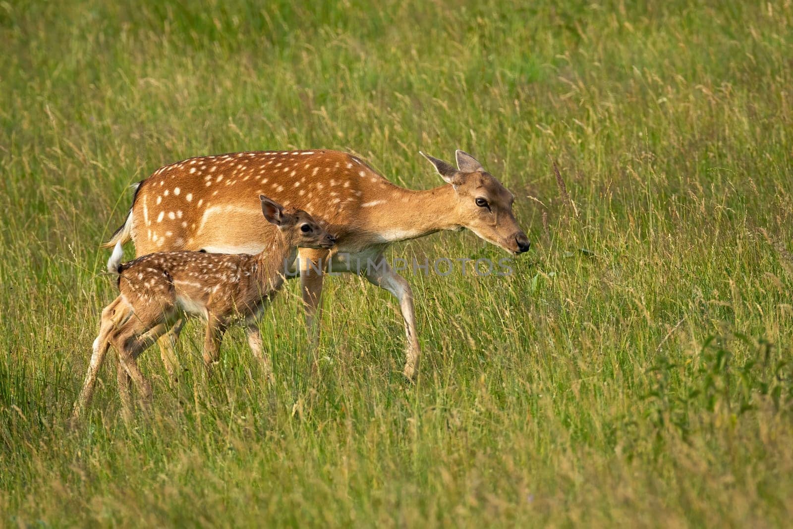 Fallow deer, dama dama, hind and fawn walking on green meadow in summer. Concept of animal family. Wild mammals with white spots on fur going on grass at sunset.