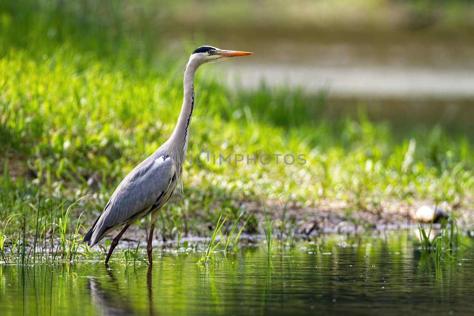 Alert grey heron, ardea cinerea, standing in river with blurred green background in summer nature. Attentive predator bird in upright position watching.