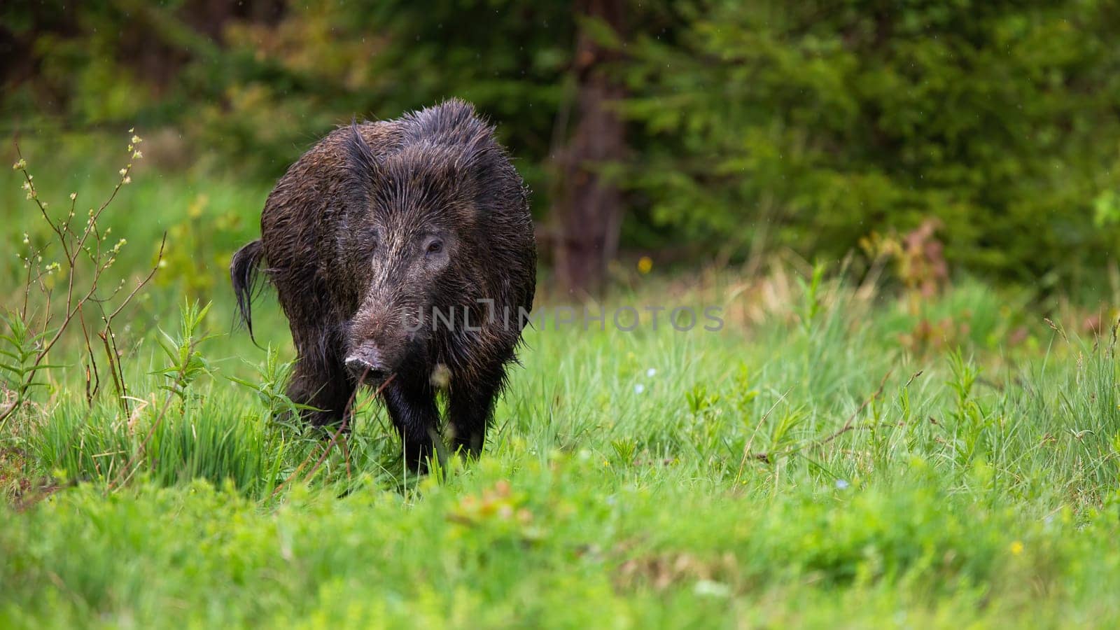 Impressive wild boar, sus scrofa, with wet fur and big snout looking for some food on the spring grassland. Curious hog on the walk in green forest. Majestic wild animal showing its dominance.