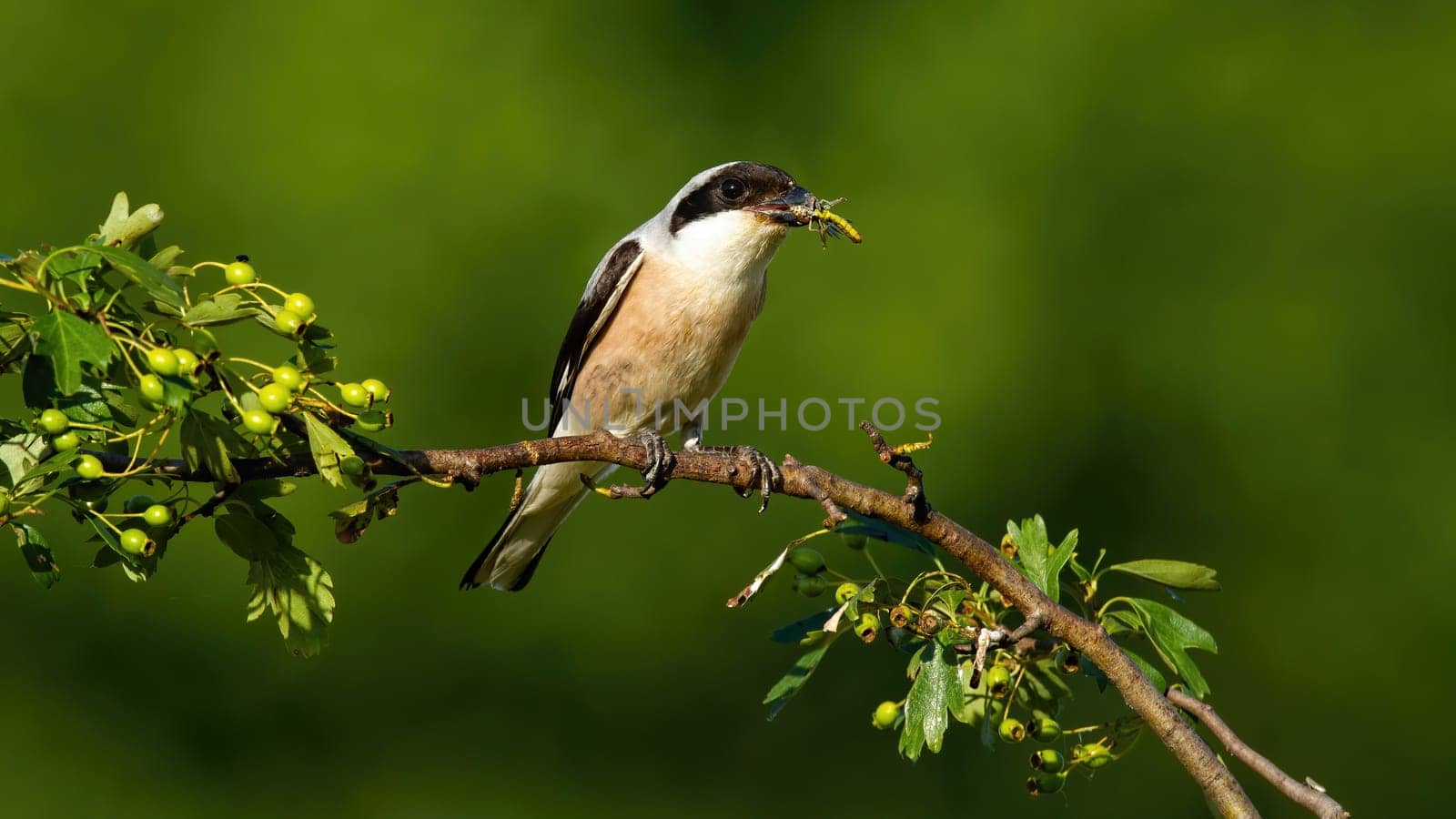 Male red-backed shrike, lanius collurio, sitting on a twig and holding insect in beak in summer sunny nature. Wild bird with a catch perched on branch from front view with copy space.