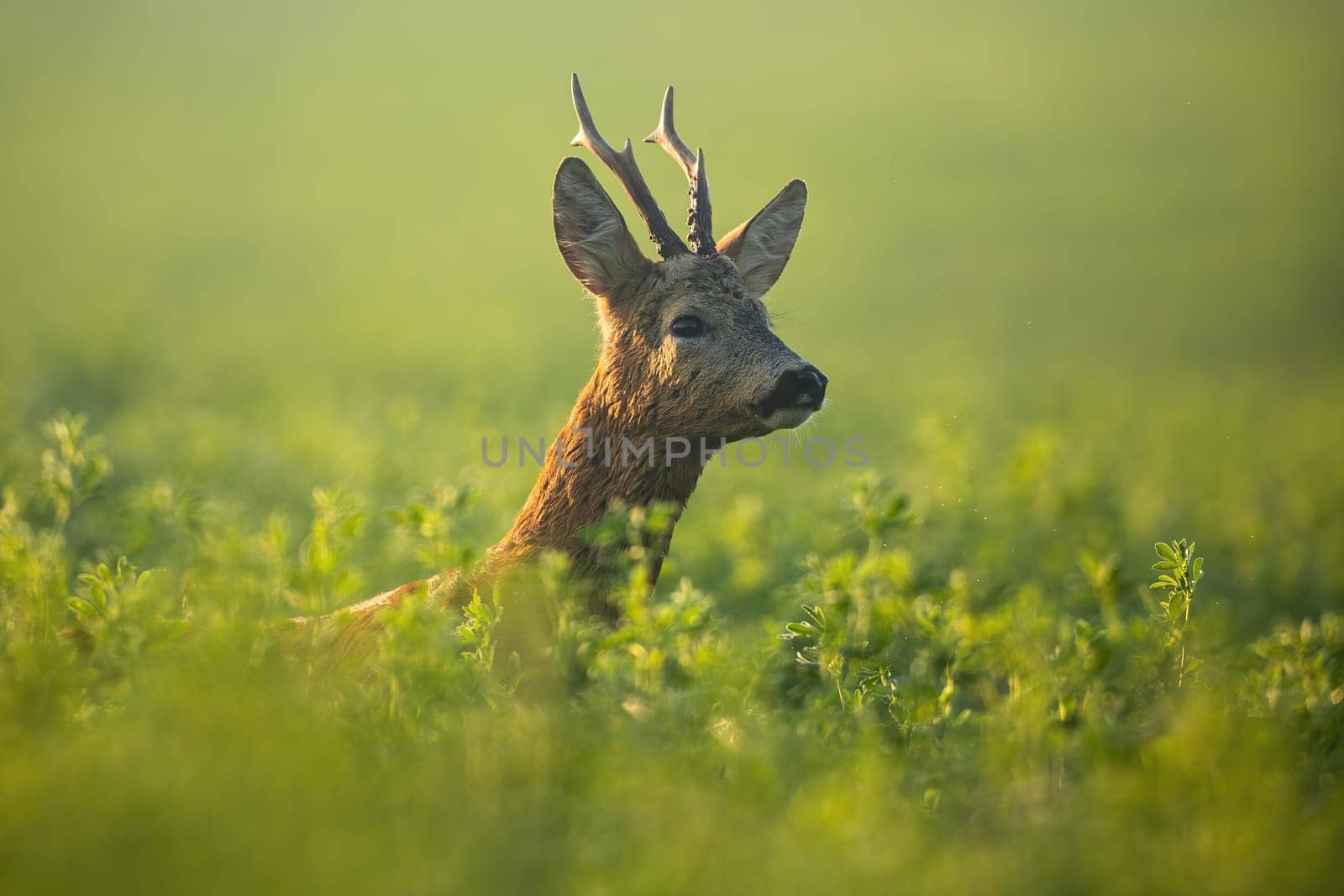 Roe deer, capreolus capreolus, buck looking for mate in rutting season in the morning sunshine. Attentive wild mammal with orange fur and antlers hiding in tall vegetation in summer nature.