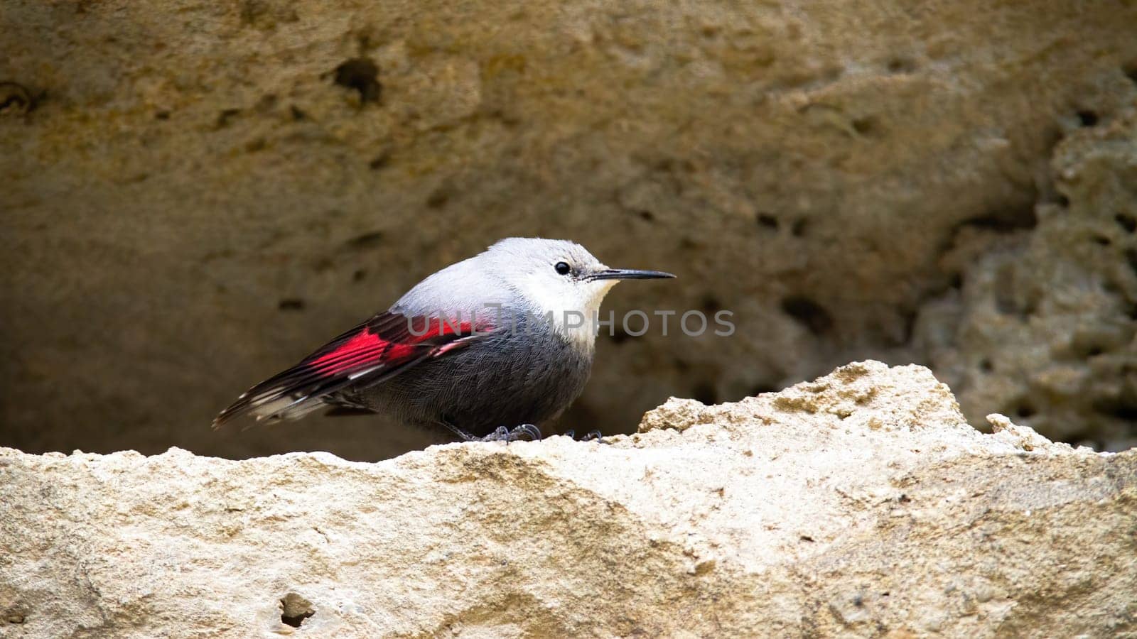 Rare wallcreeper, tichodroma muraria, with grey and red plumage sitting in ridge of mountain wall. Wild bird in rocky environment of high altitude. Animal wildlife in nature.