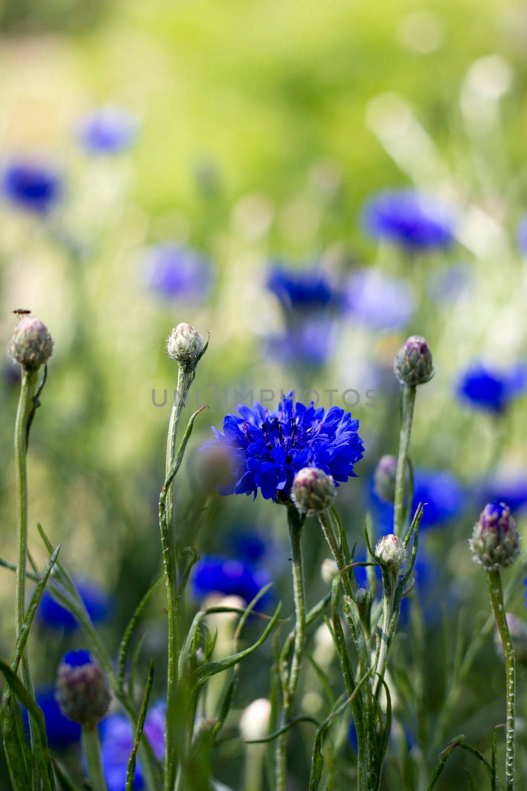 cornflowers - close up, soft focus