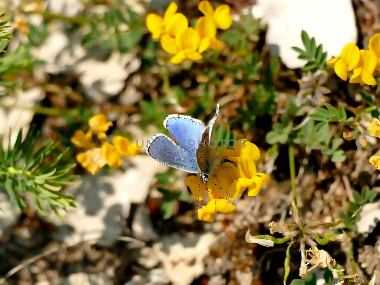 Adonis blue on horseshoe vetch