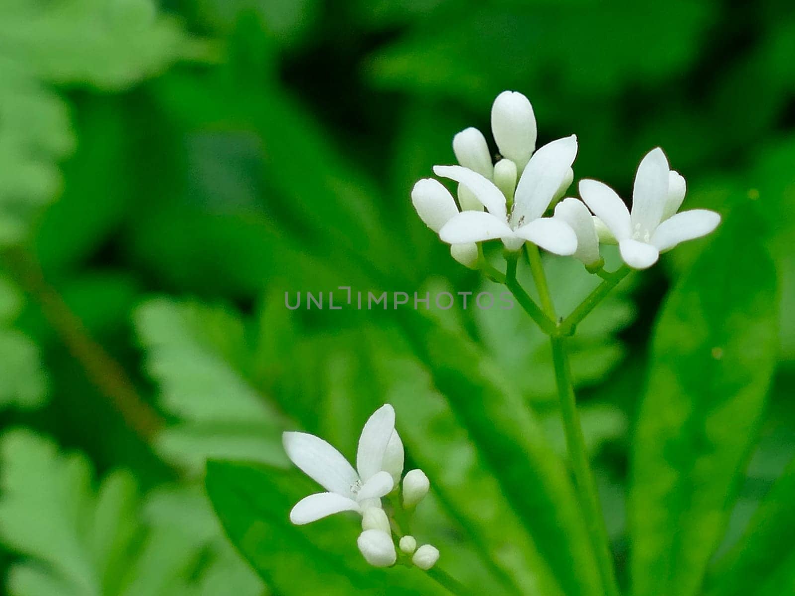 woodruff medicinal plant with flower