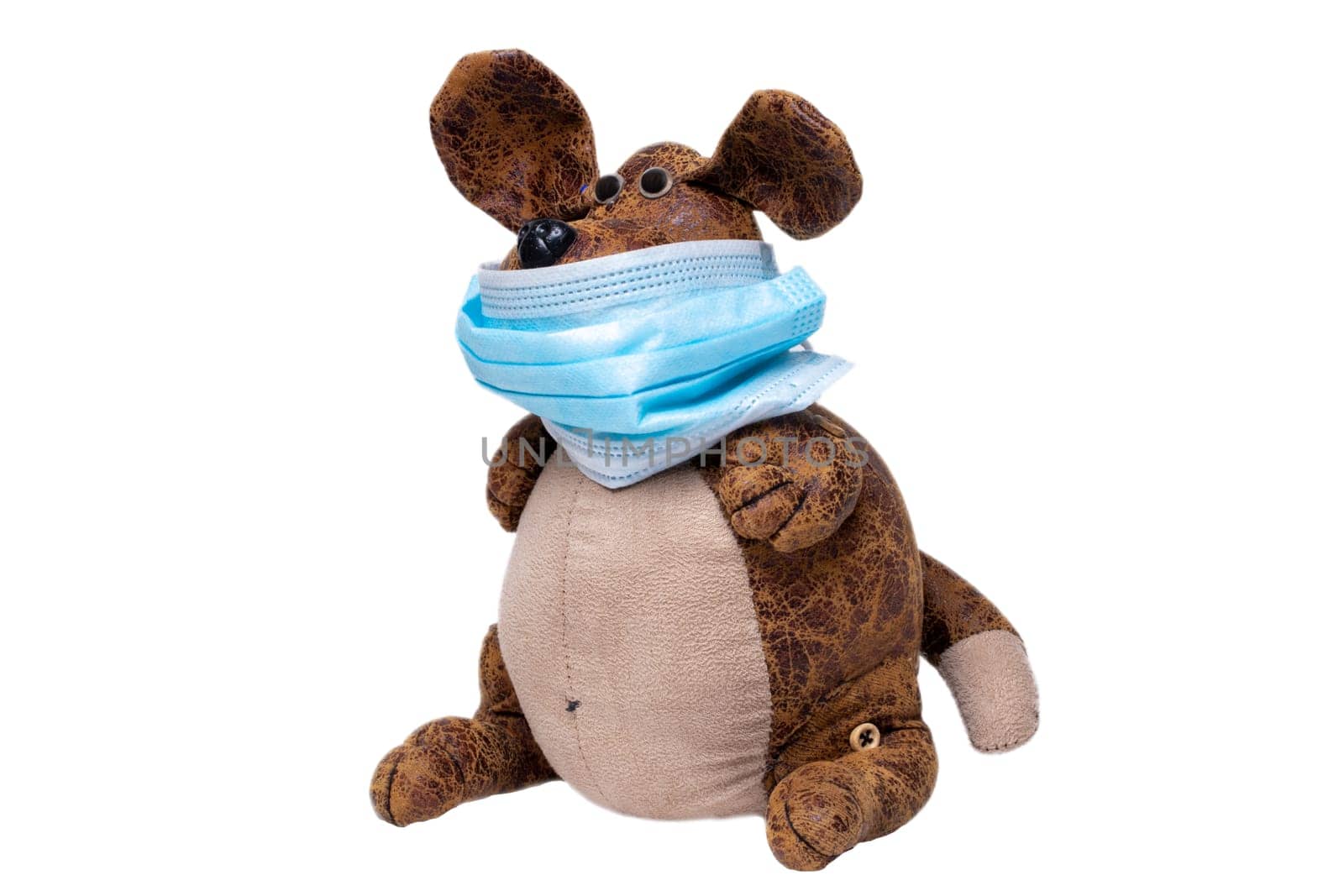 Coronavirus treatment concept. A funny dog wearing a surgical mask isolated on a white background. Stay at home concept, self-isolation and social distancing. Macro photograph.