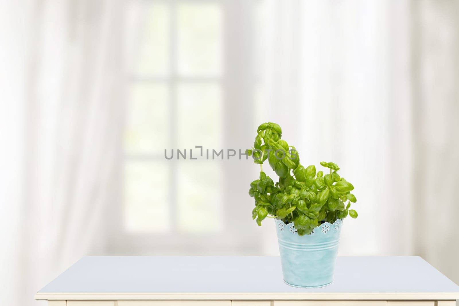 Hello spring concept. Compostion of fresh green basil herb in a blue metal pot on sunny kitchen table with view on a abstract blurred curtain background. Space for your design.