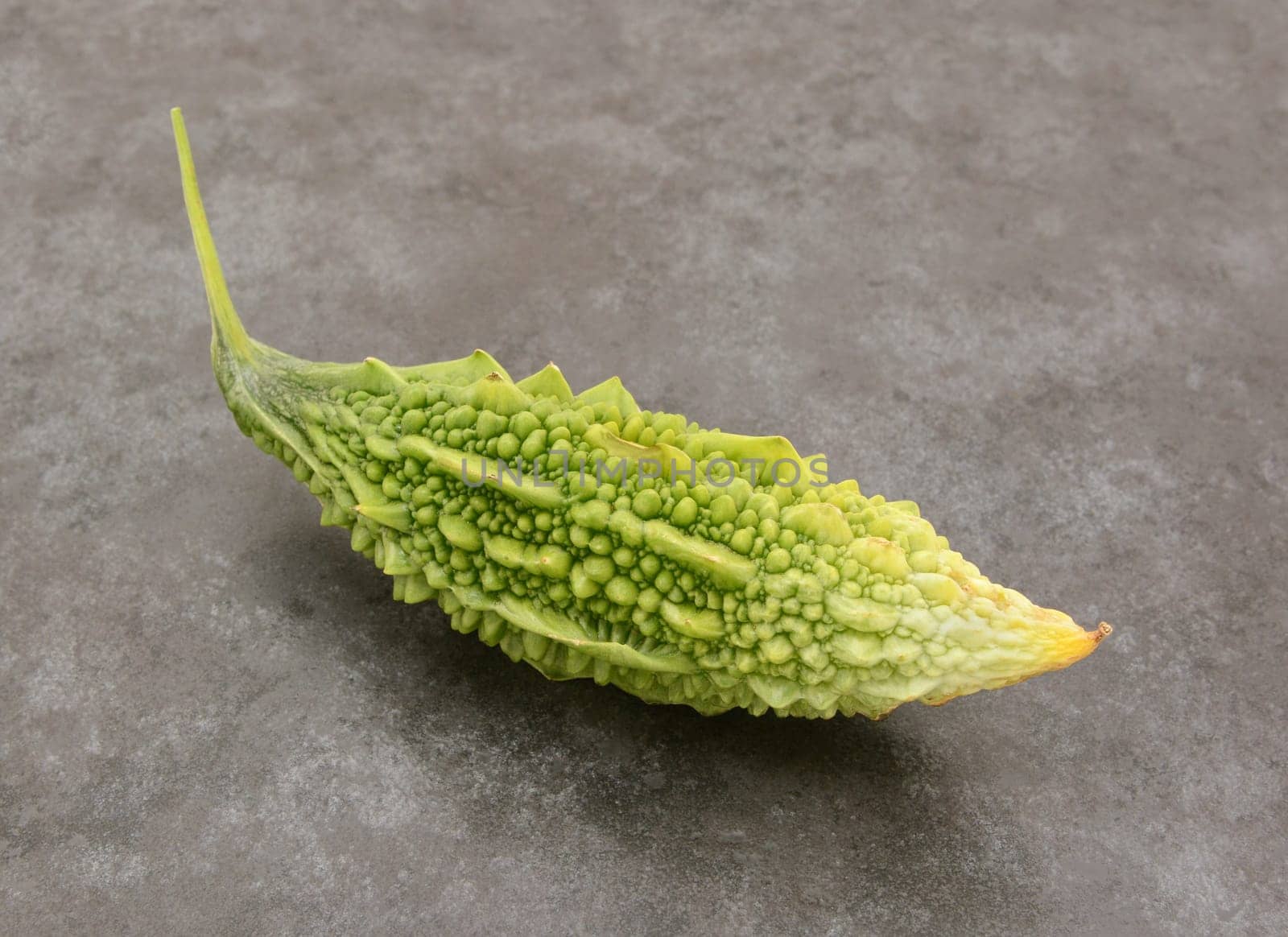 Fully ripe bitter melon fruit with green warty skin, on a slate grey background