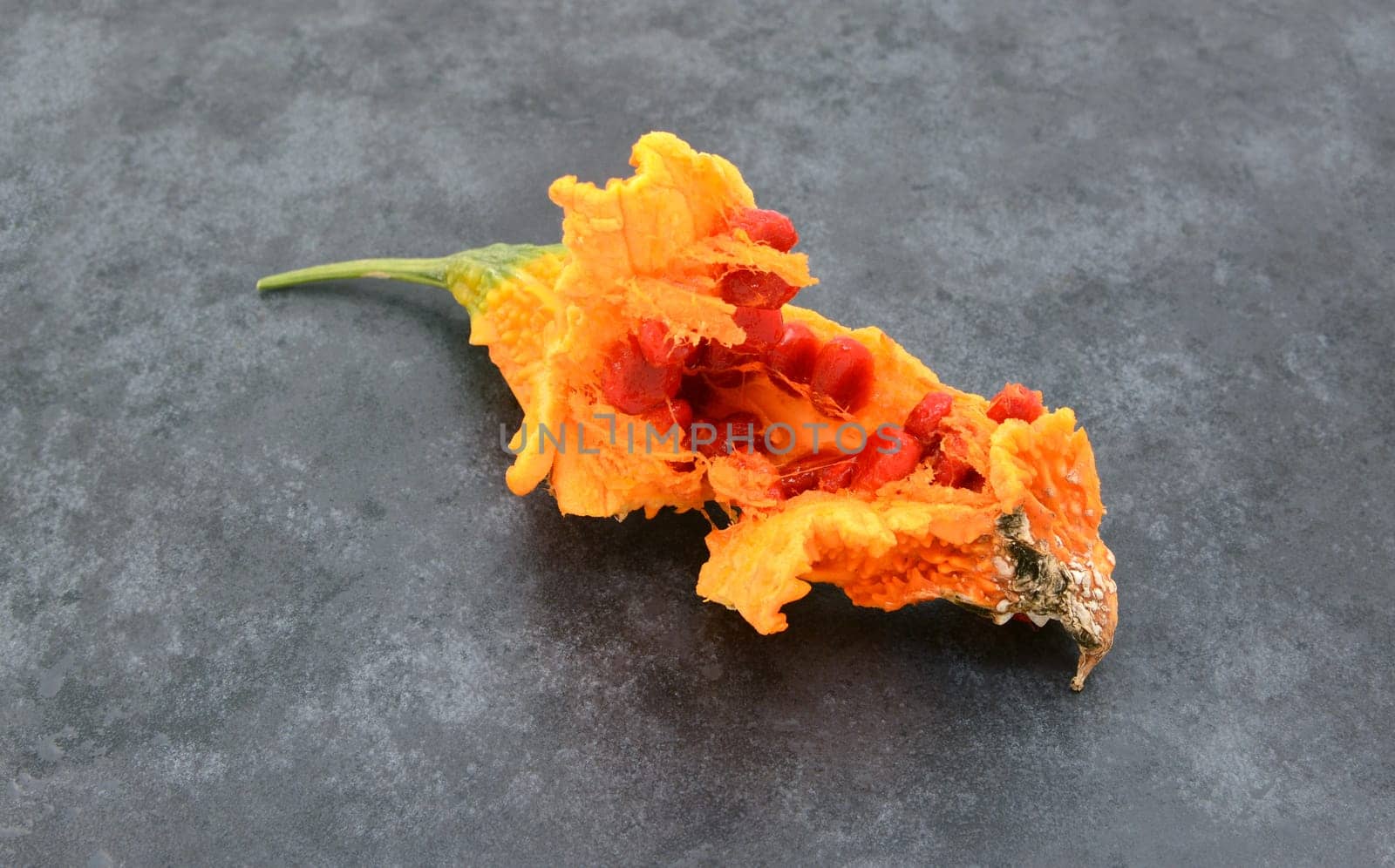 Very ripe orange bitter melon, split open to show sticky red seeds, on a slate grey background