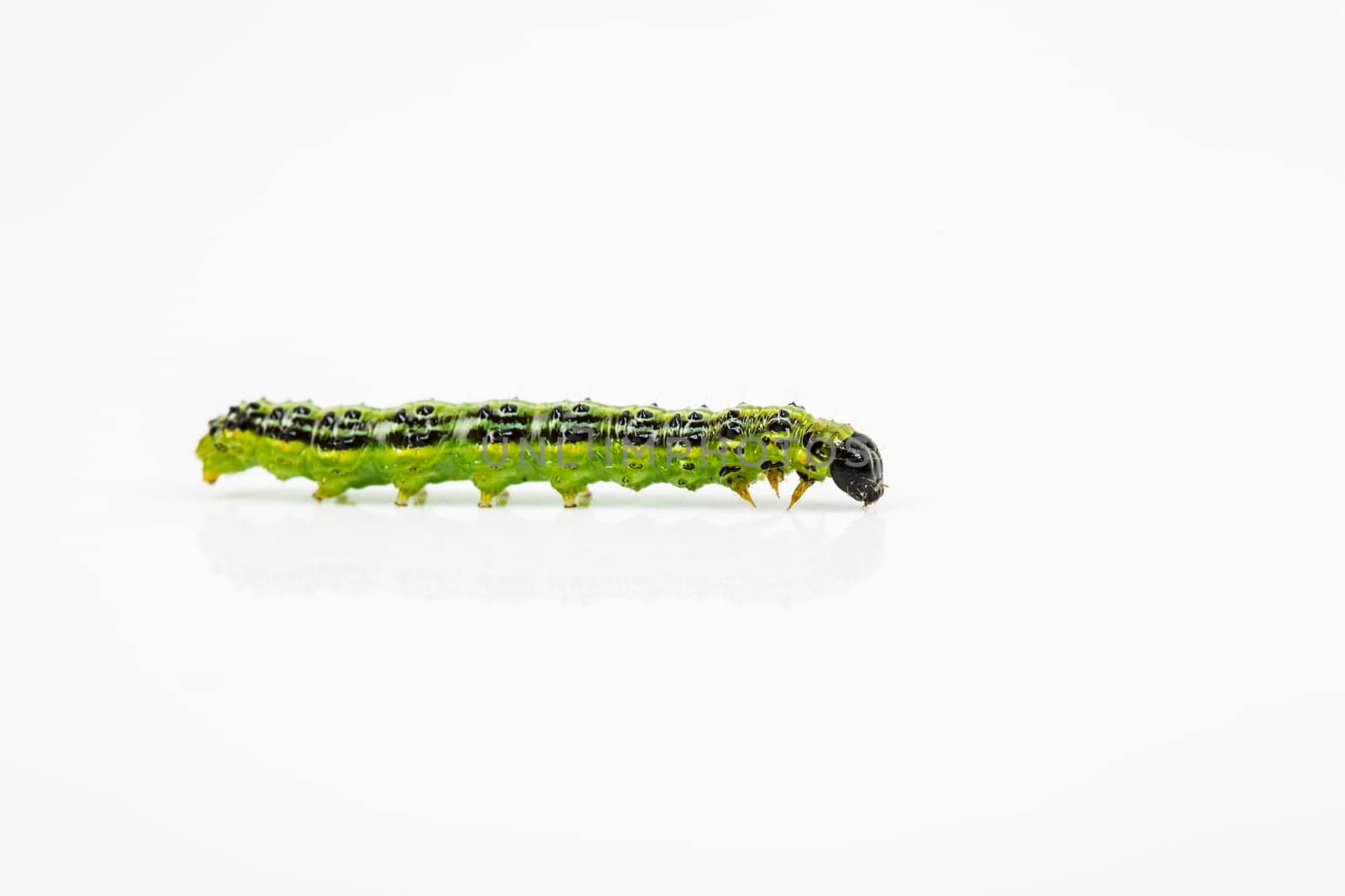 boxwood borer (Cydalima perspectalis), grass leaf roller
