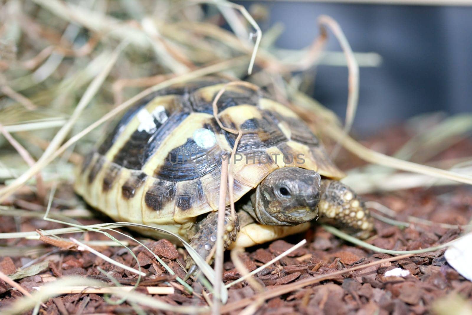 Hermann's tortoise (Testudo hermanni boettgeri) a standing protected species of turtle.