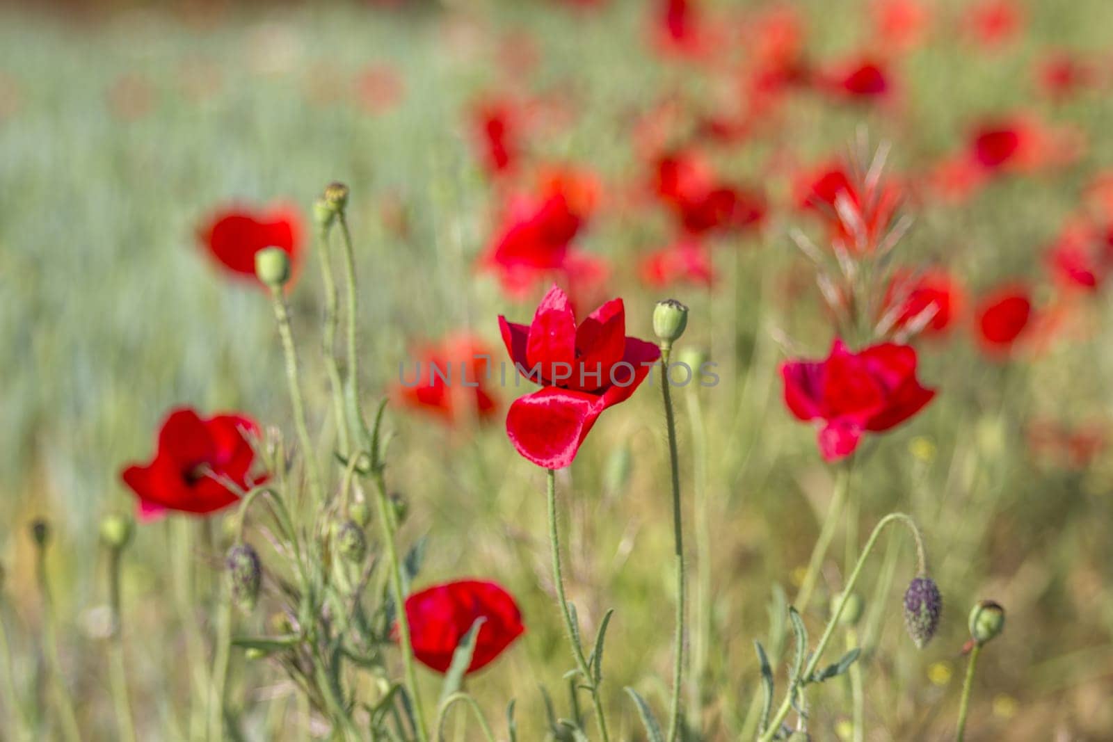 wild poppy flowers - soft focus