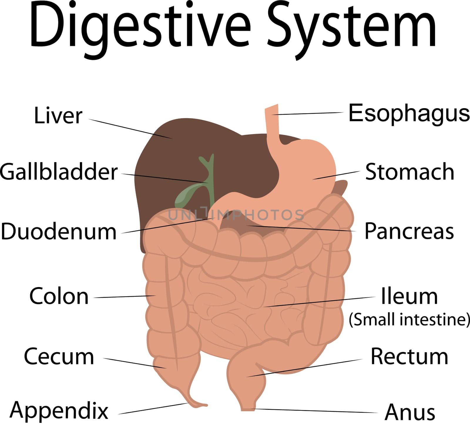 Digestive system in human body vector infographics chart with organ names.