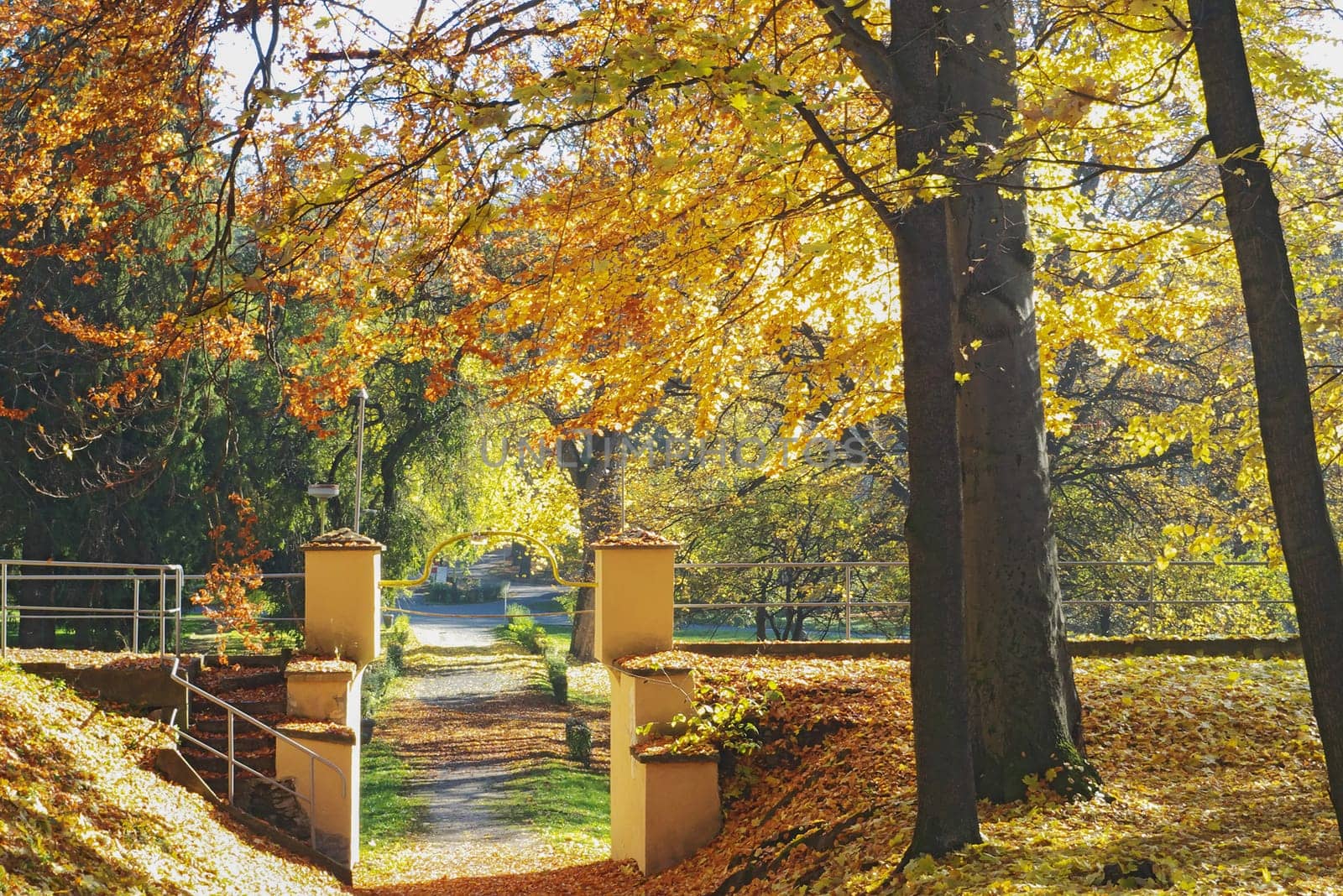 Autumn Park with fallen leaves