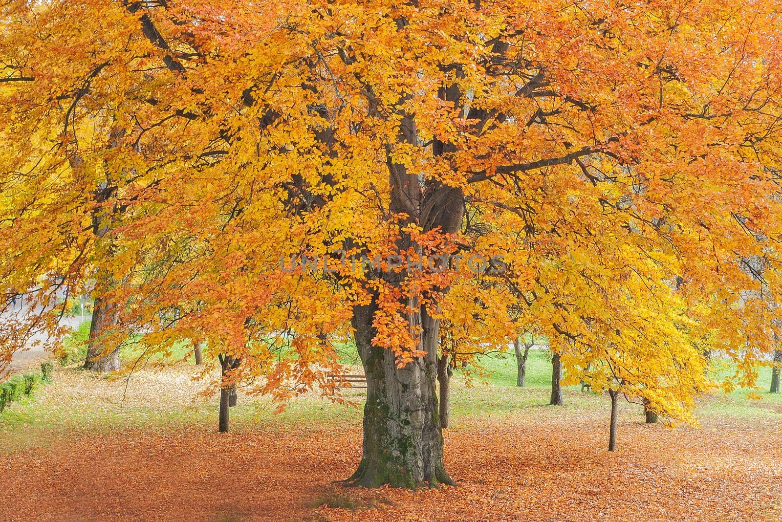 Autumn in park with Beech tree