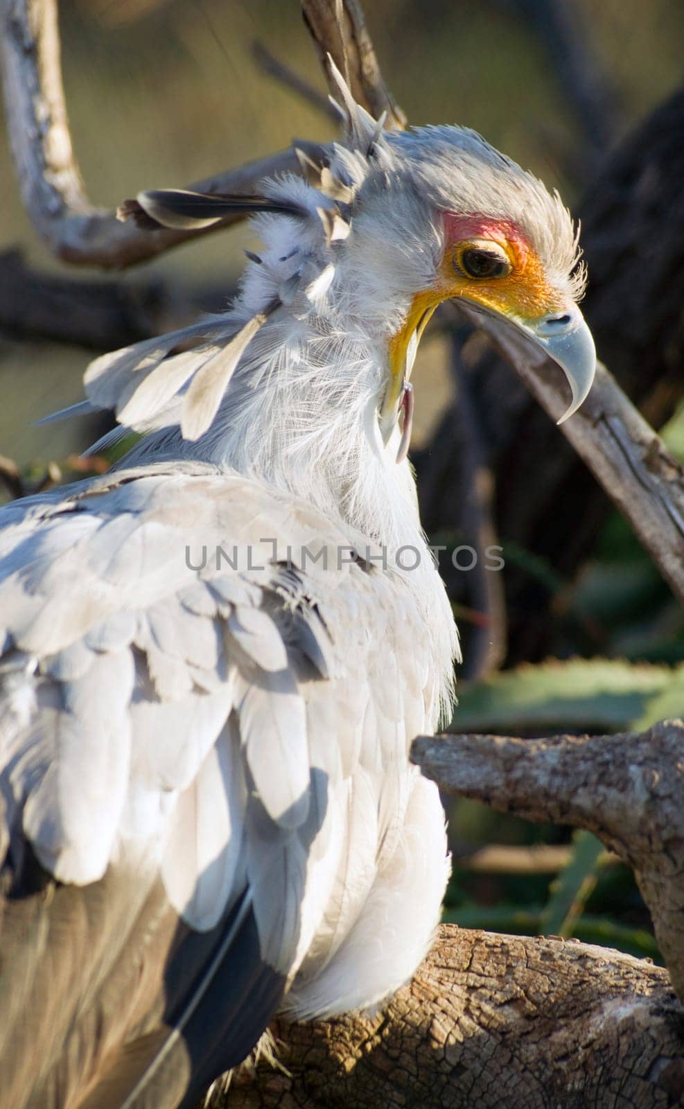 Large bird called Secretary looks back with the sun in his eye