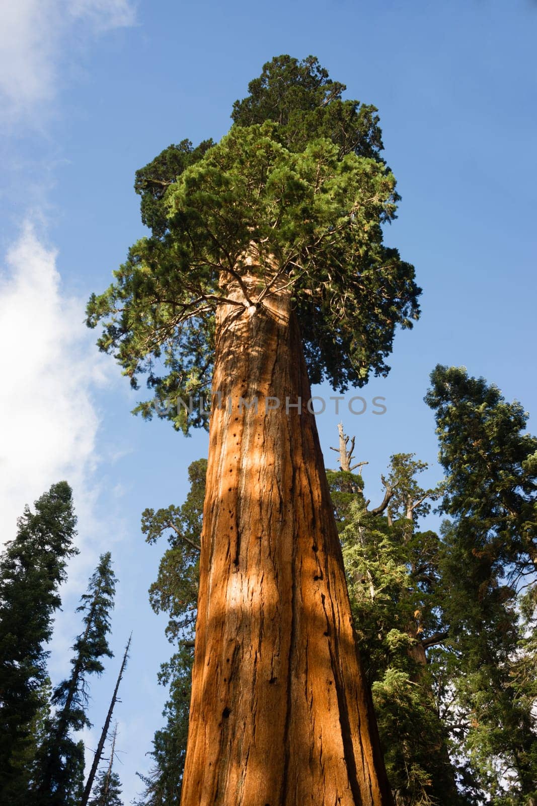 This tree is estimated to be over 2,000 years old