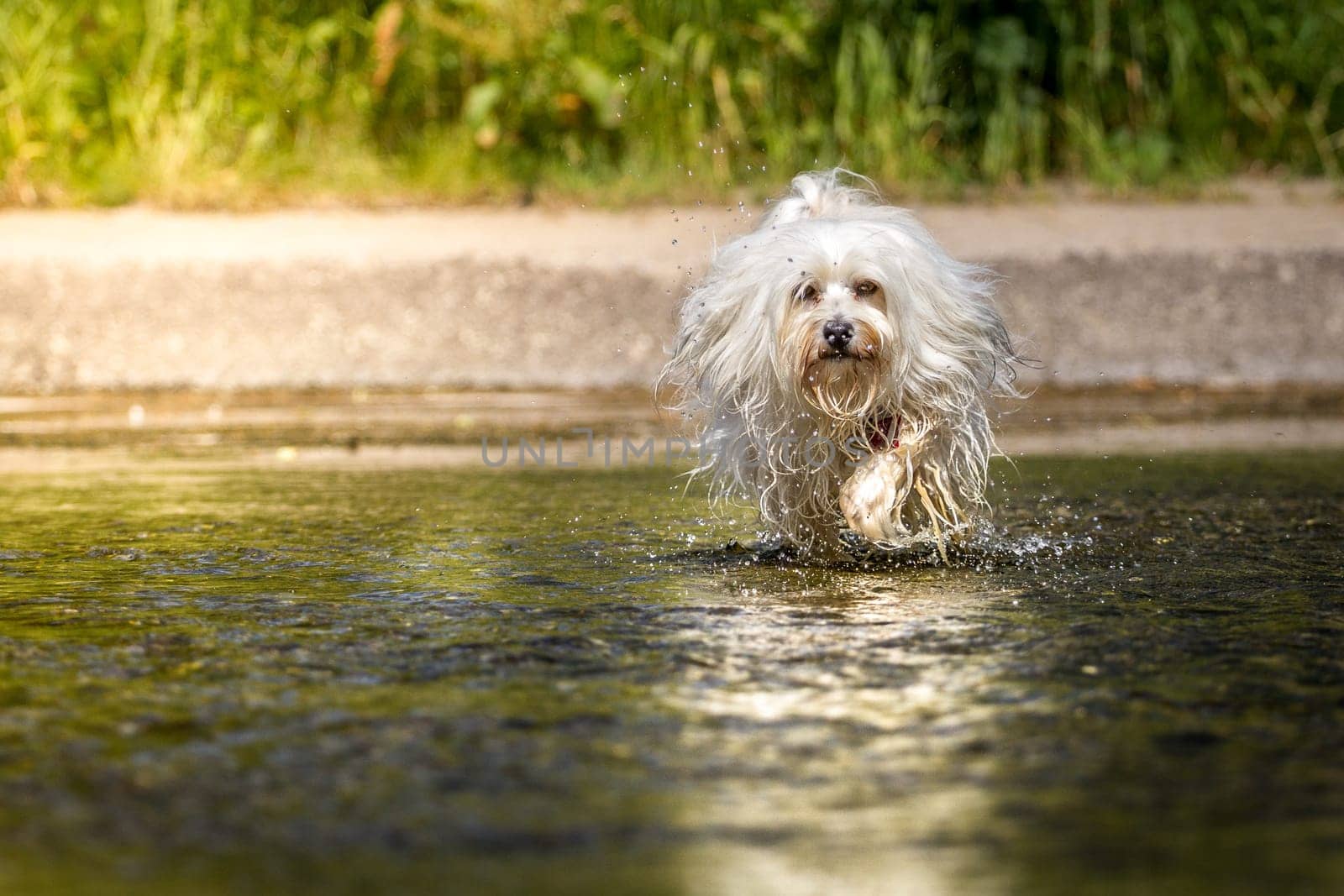 Little white Havanese runs duchrs water in bright sunshine.
