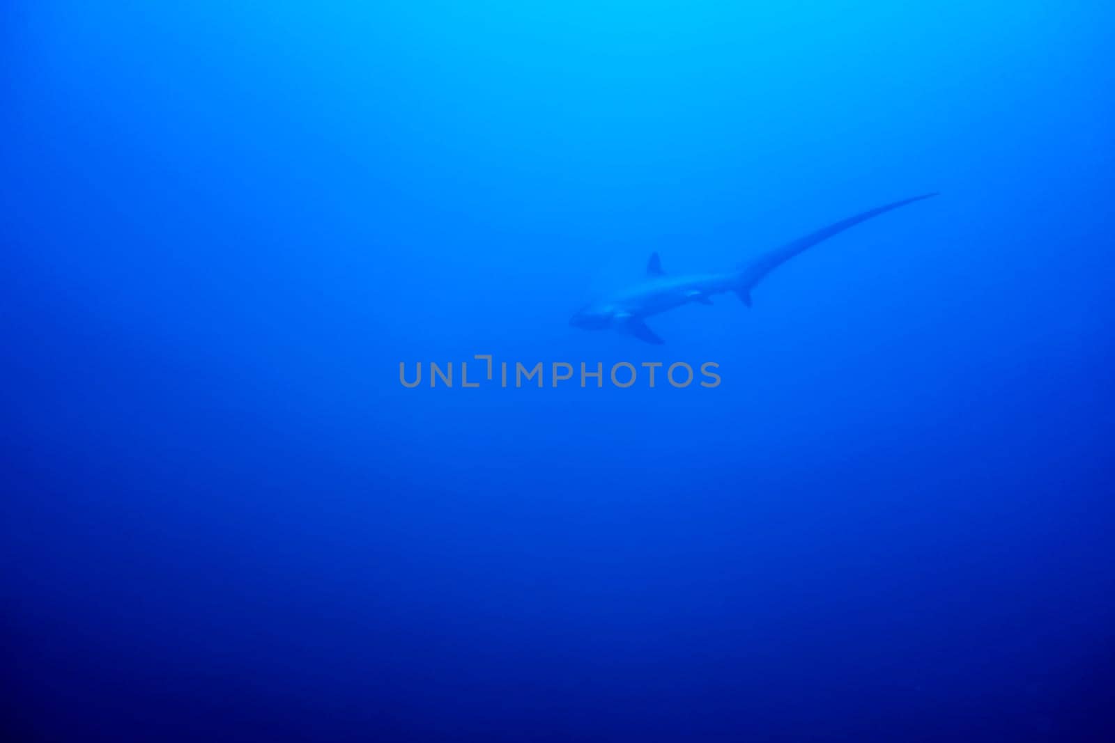 A Thresher shark swimming in the blue waters of the philippines
