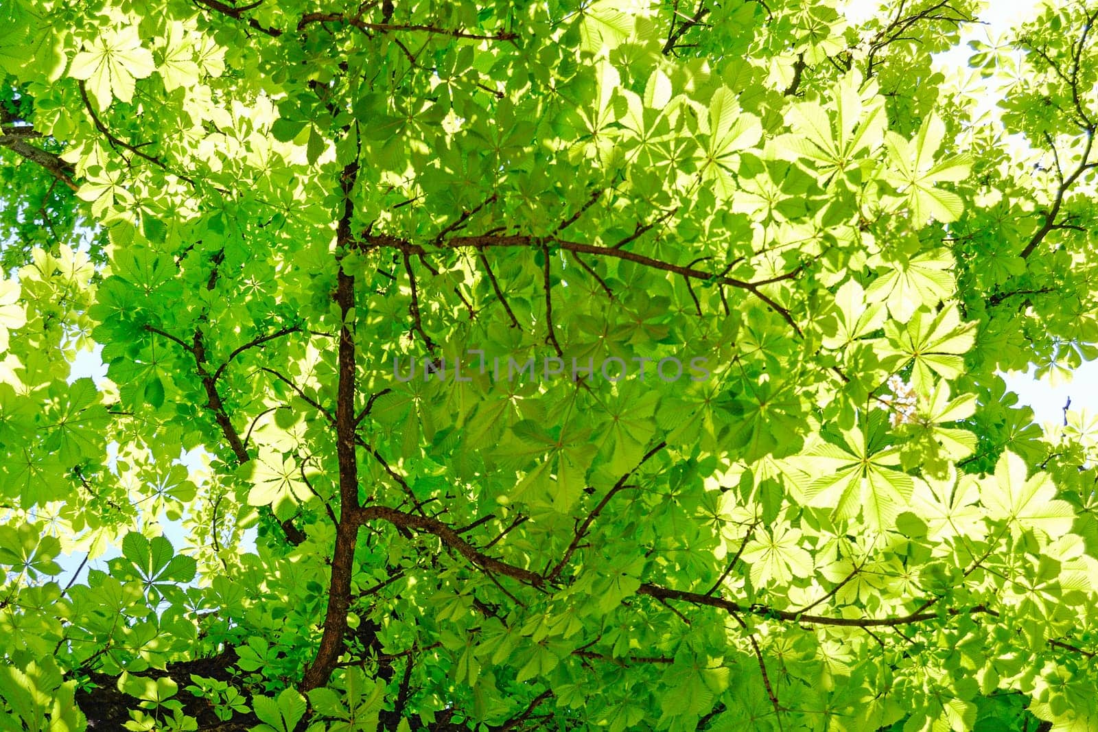 Chestnuts Tree at Spring