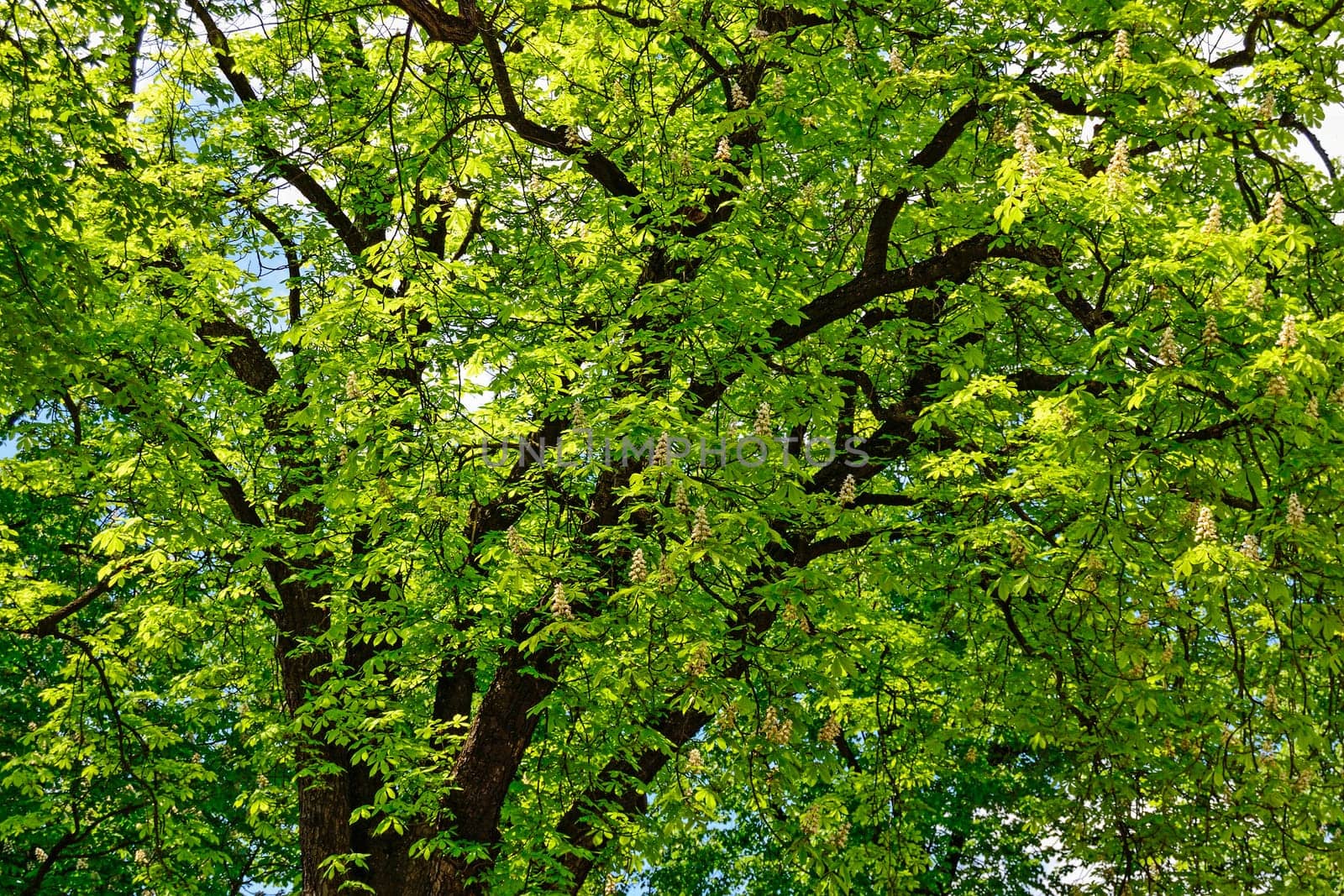 Chestnuts Tree at Spring