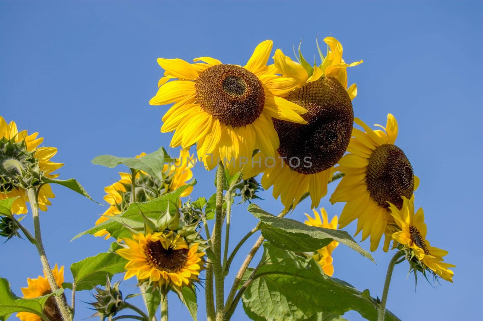 Close up of a Sunflowers