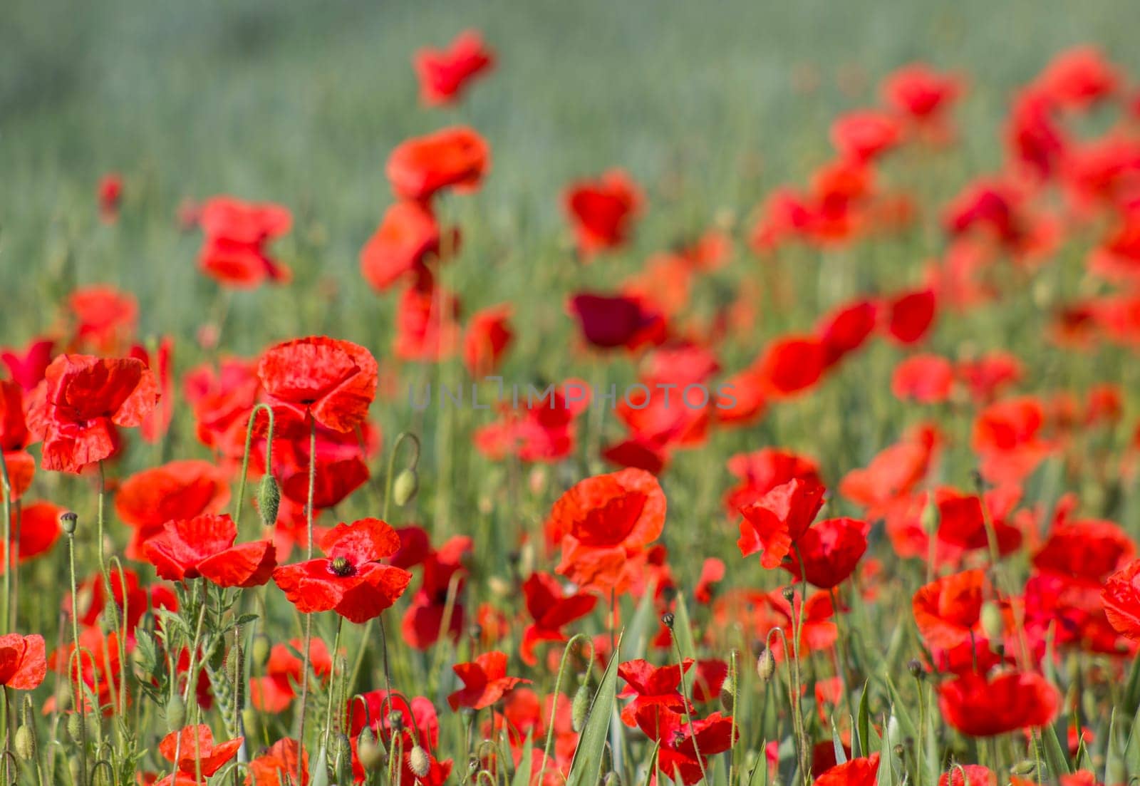 wild poppy flowers - close up