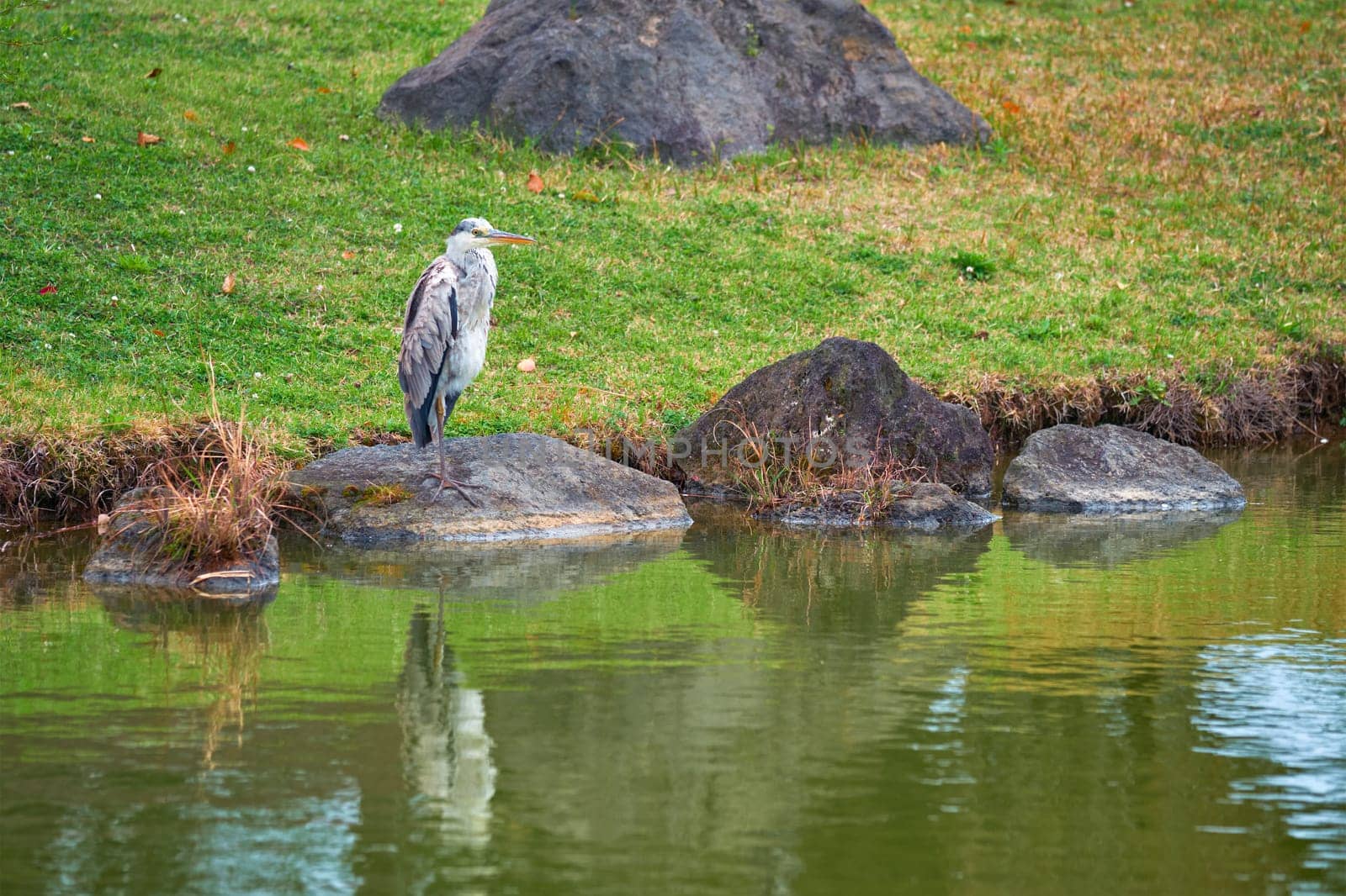 Grey heron (Ardea cinerea) on stone near water. Jeju island, South Korea