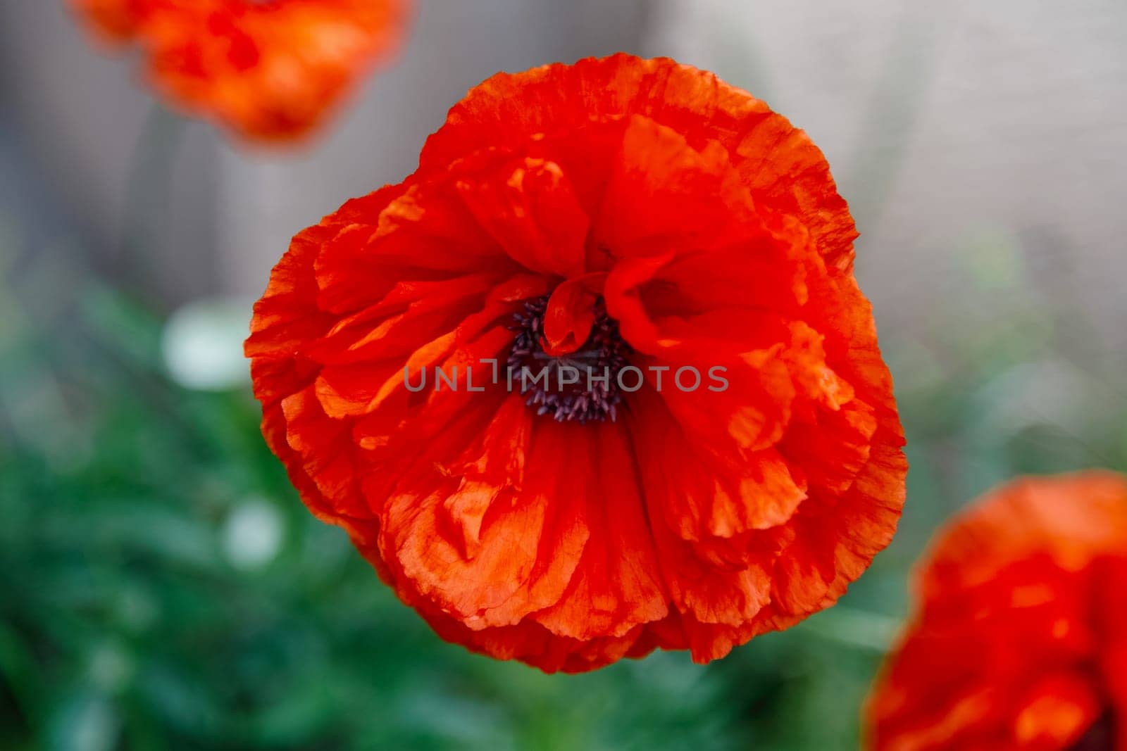Red poppy flowers in a flowerbed close-up, decorative grade