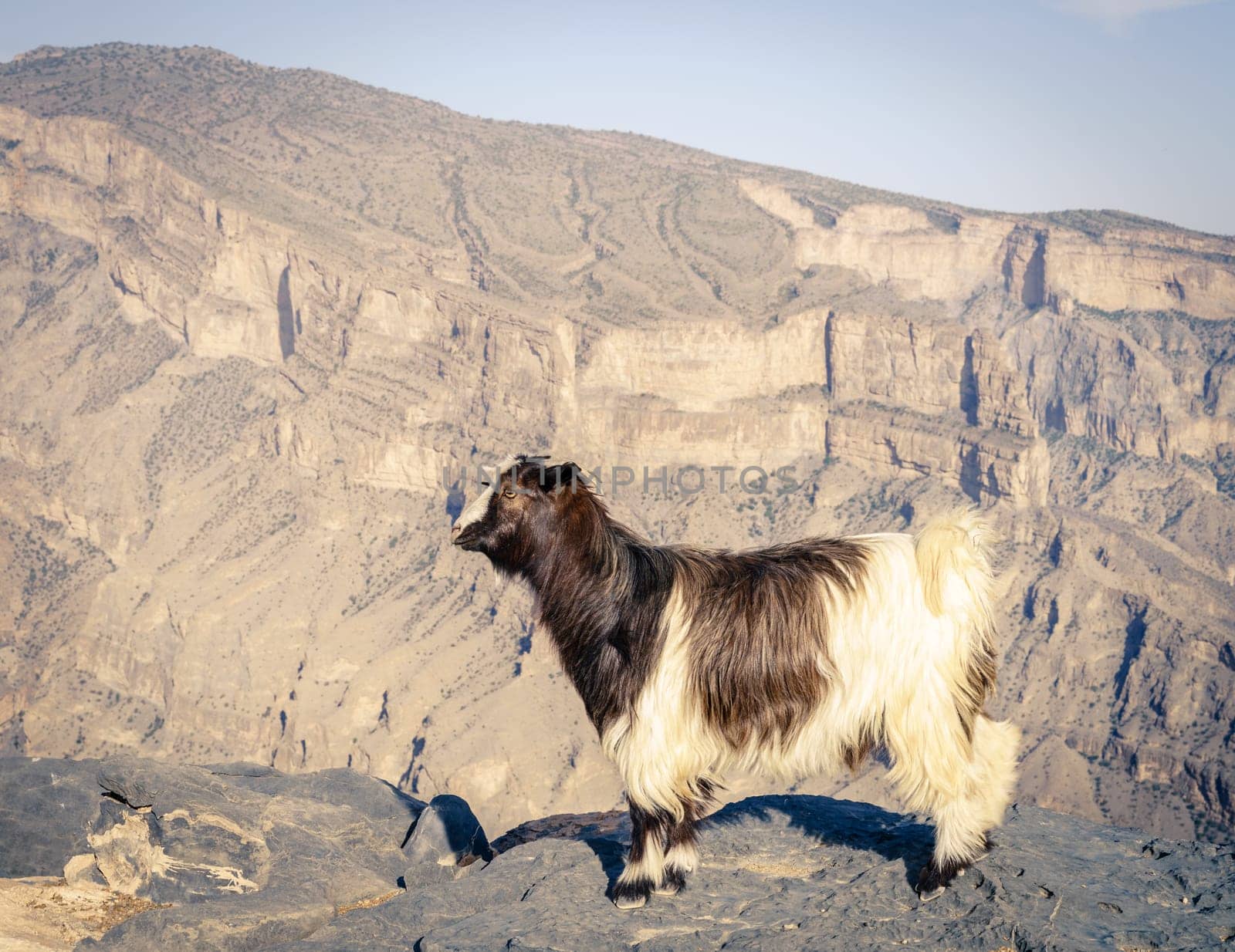 Arabian tahr or mountain goat with Wadi Ghul at Jebel Shams in Oman in the background