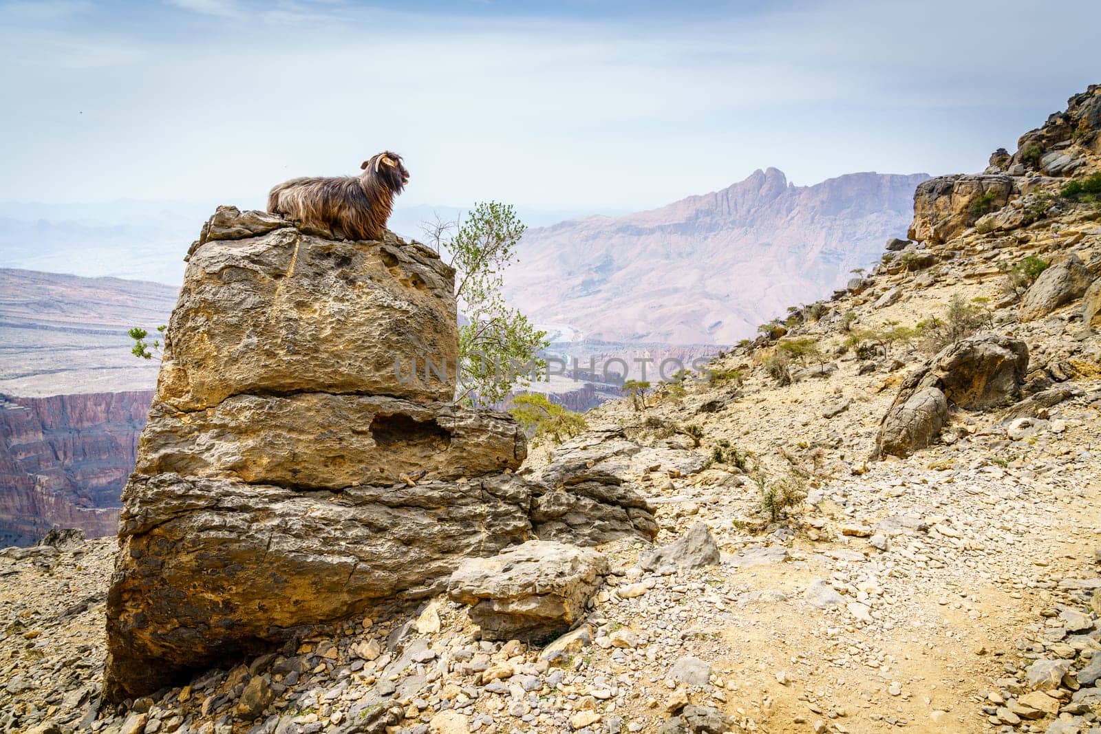 Arabian tahr or mountain goat resting on a rock at Jebel Shams in Oman