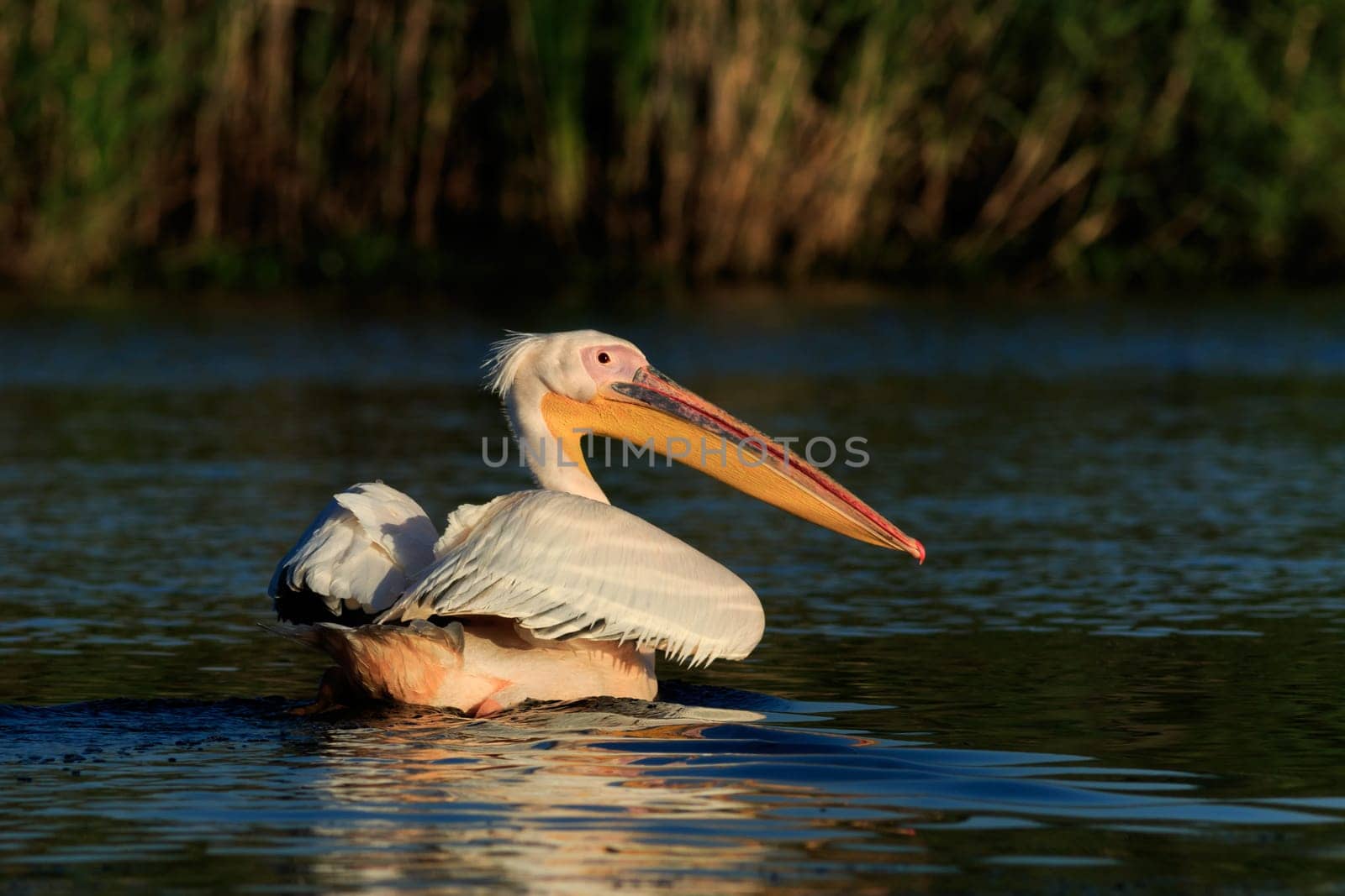 white pelican (pelecanus onocrotalus) in Danube Delta, Romania