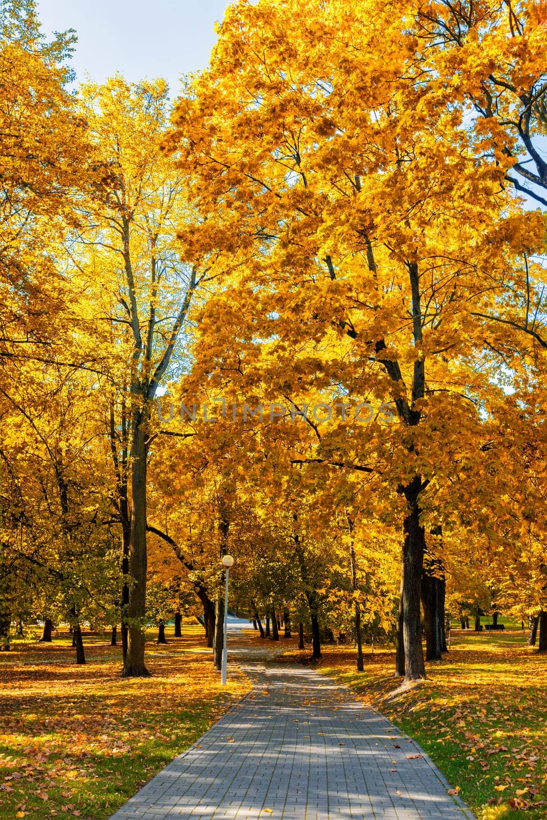 Autumn  colors - fall in park with yellow leaves foliage trees