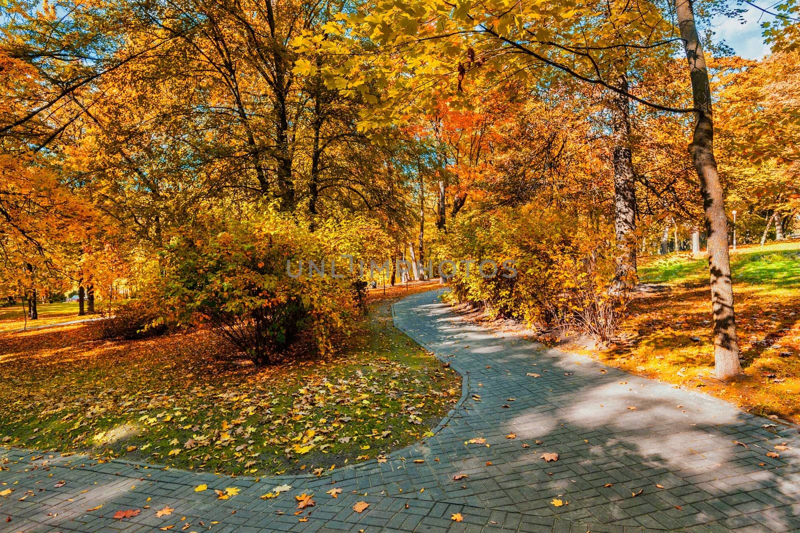 Autumn colors - fall in park with yellow leaves foliage trees