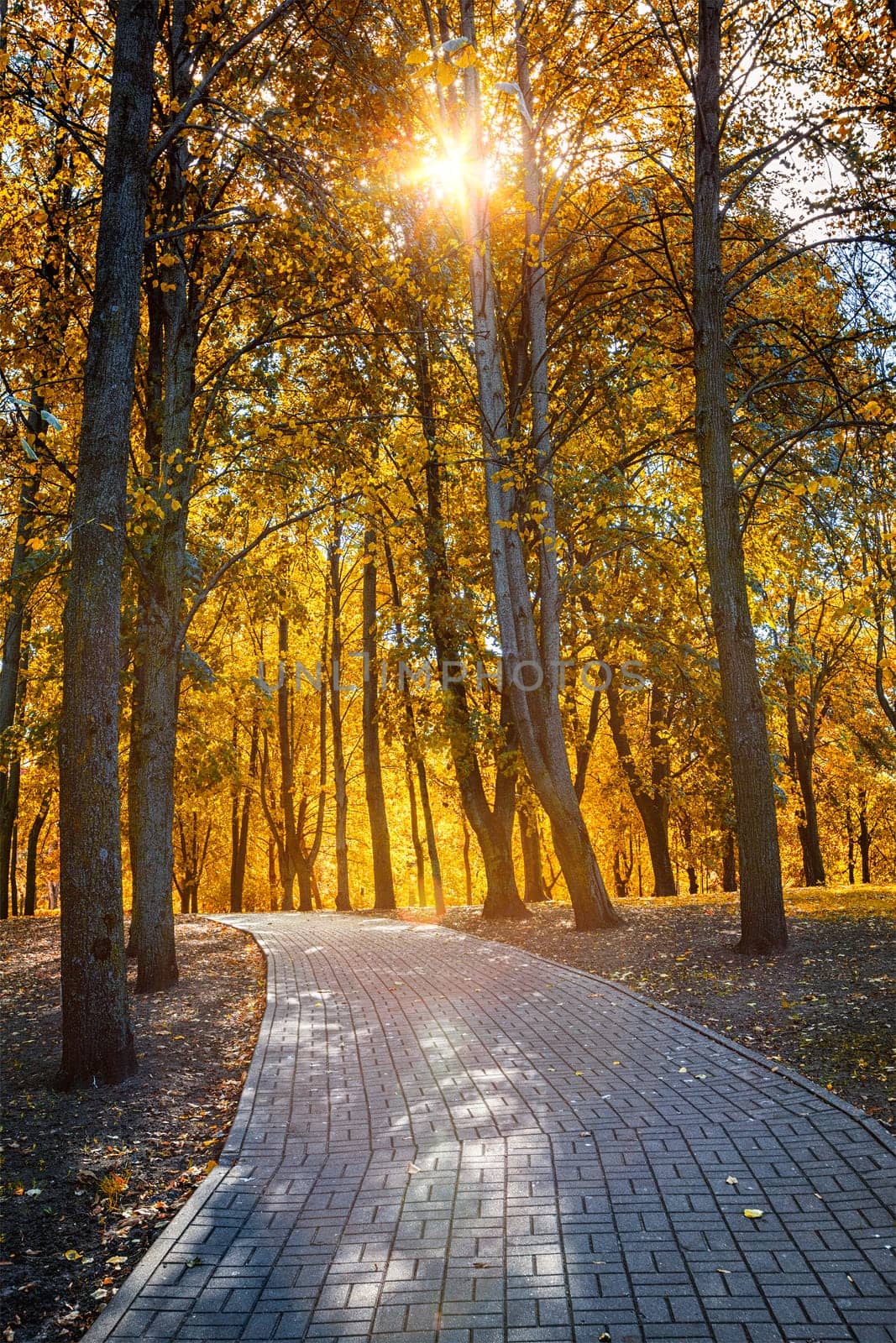 Autumn  colors - fall in park with yellow leaves trees. Sun shining through foliage with lens flare