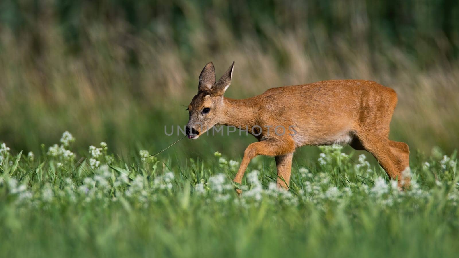 Thin roe deer, capreolus capreolus, doe walking on green meadow among white wildflowers in summer nature. Slim wild animal going from side view with copy space.