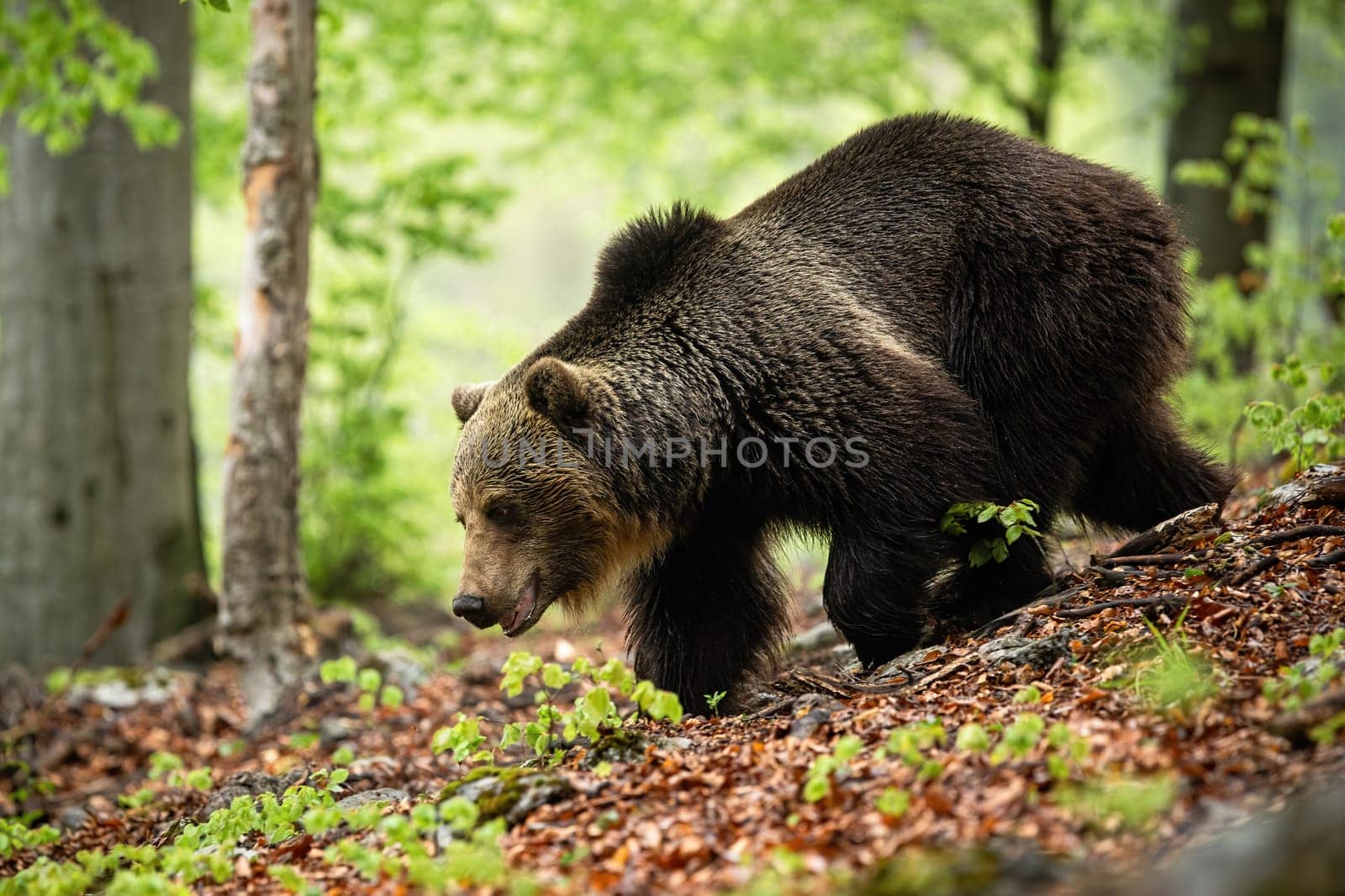Huge bear with long brown fur running in forest in summer. Majestic wild animal searching for food in wilderness with green blurred background. Side view of animal wildlife.