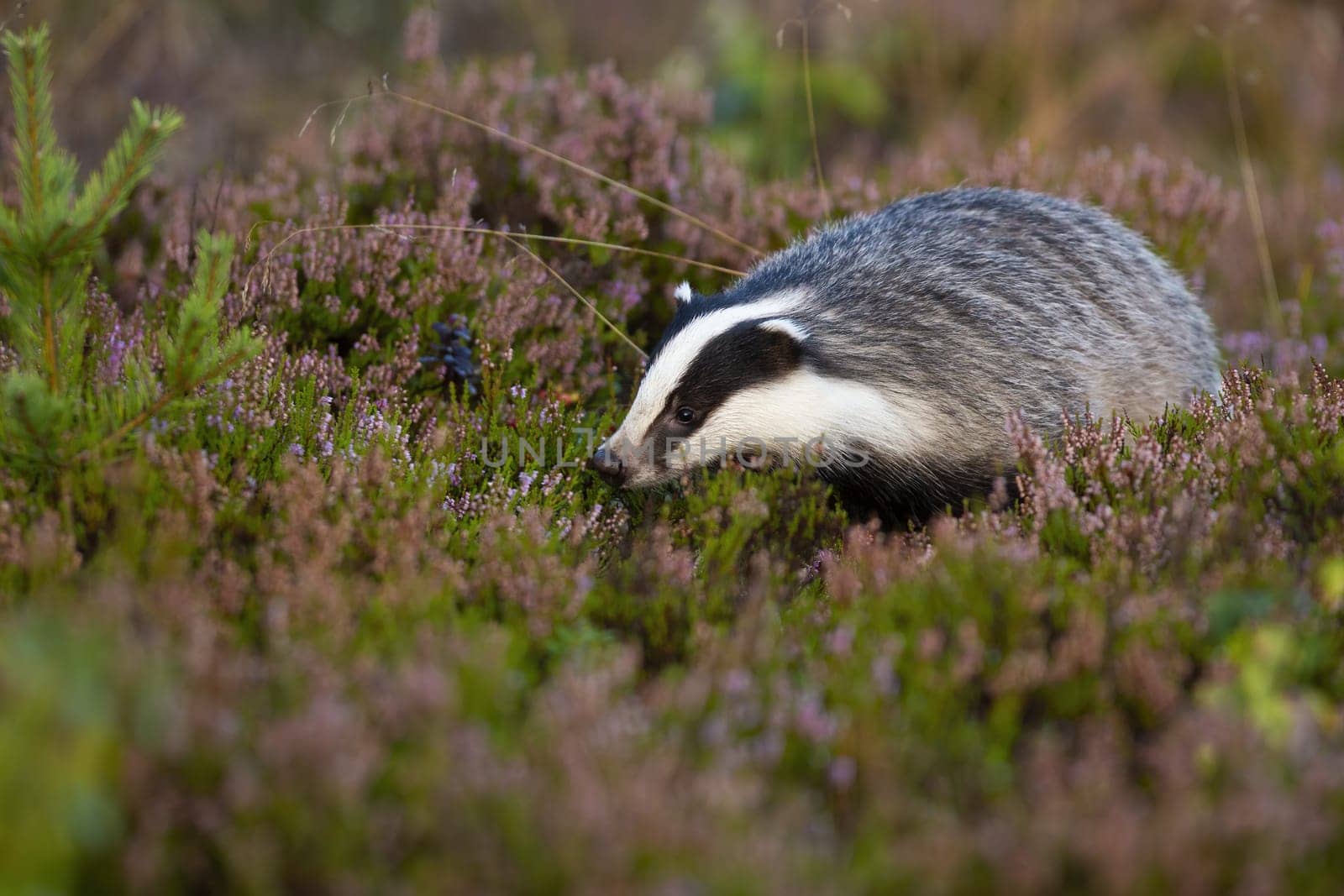 Fluffy european badger, meles meles, looking for food on violet moorland with heather. Wild animal with soft black and white fur animal sniffing for smells with nose in summer nature.