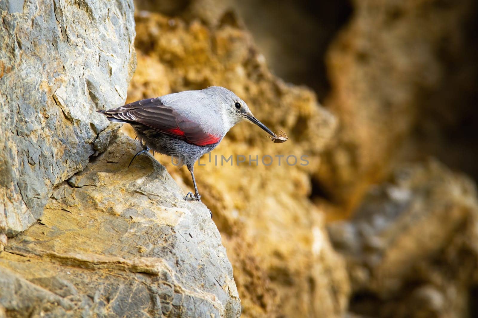 Little wallcreeper, tichodroma muraria, holding insect in beak and sitting on rock in mountains. Bird with red wings and grey plumage hunting and feeding in nature.