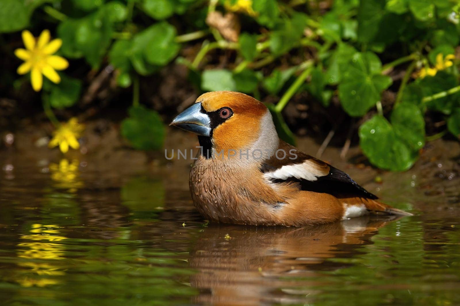 Male hawfinch, coccothraustes coccothraustes, standing in lake and cleaning feathers with water. Side view of wild animal in water with yellow flower blooming behind.