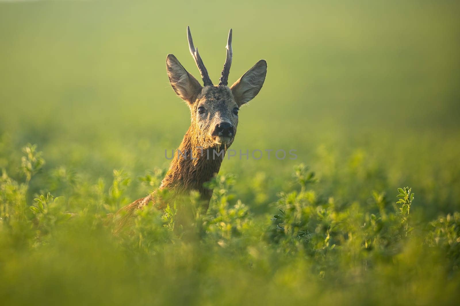 Male roe deer, capreolus capreolus, buck peeking out of green clover at sunrise in summer. Roebuck on field with tall plants facing camera with copy space in horizontal composition.