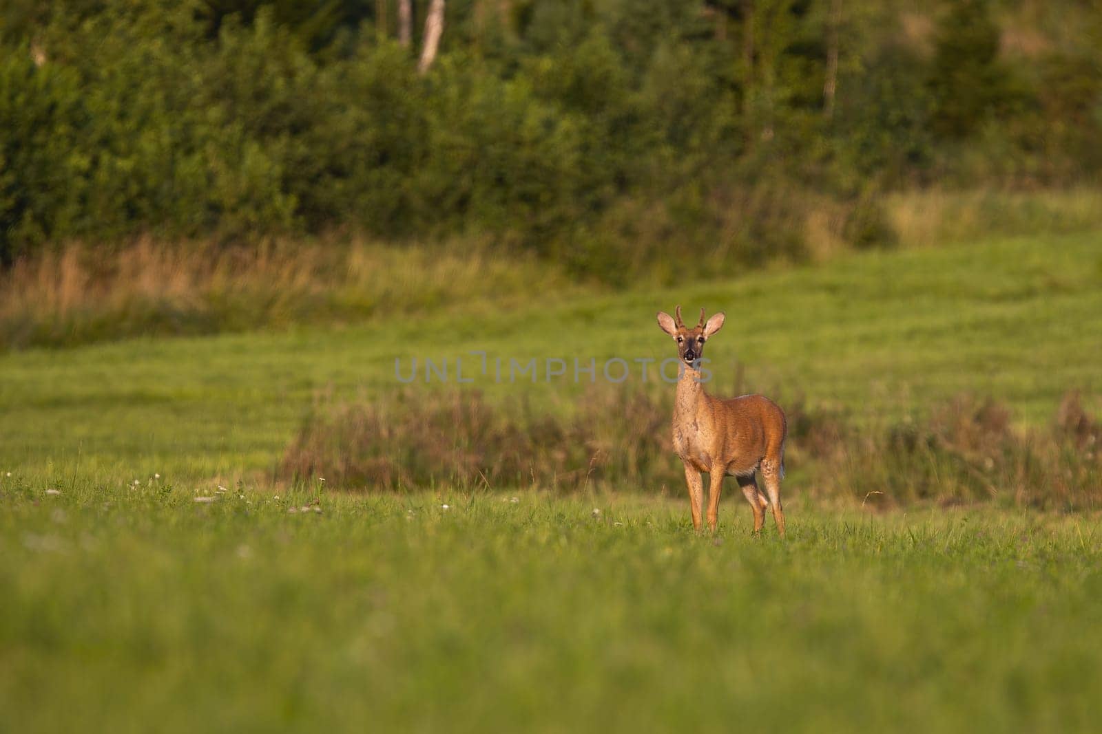 Young white-tailed deer, odocoileus virginianus, standing on green meadow at sunrise and looking. Wild stag with growing antlers in velvet sunlit in summer nature with copy space.