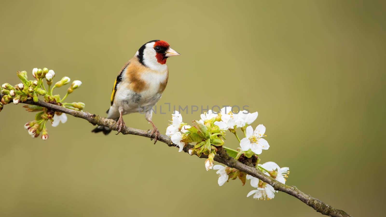 European goldfinch, carduelis carduelis, male perched on twig with flourishing flowers in spring nature. Garden bird resting on blossoming branch with green blurred background and copy space.