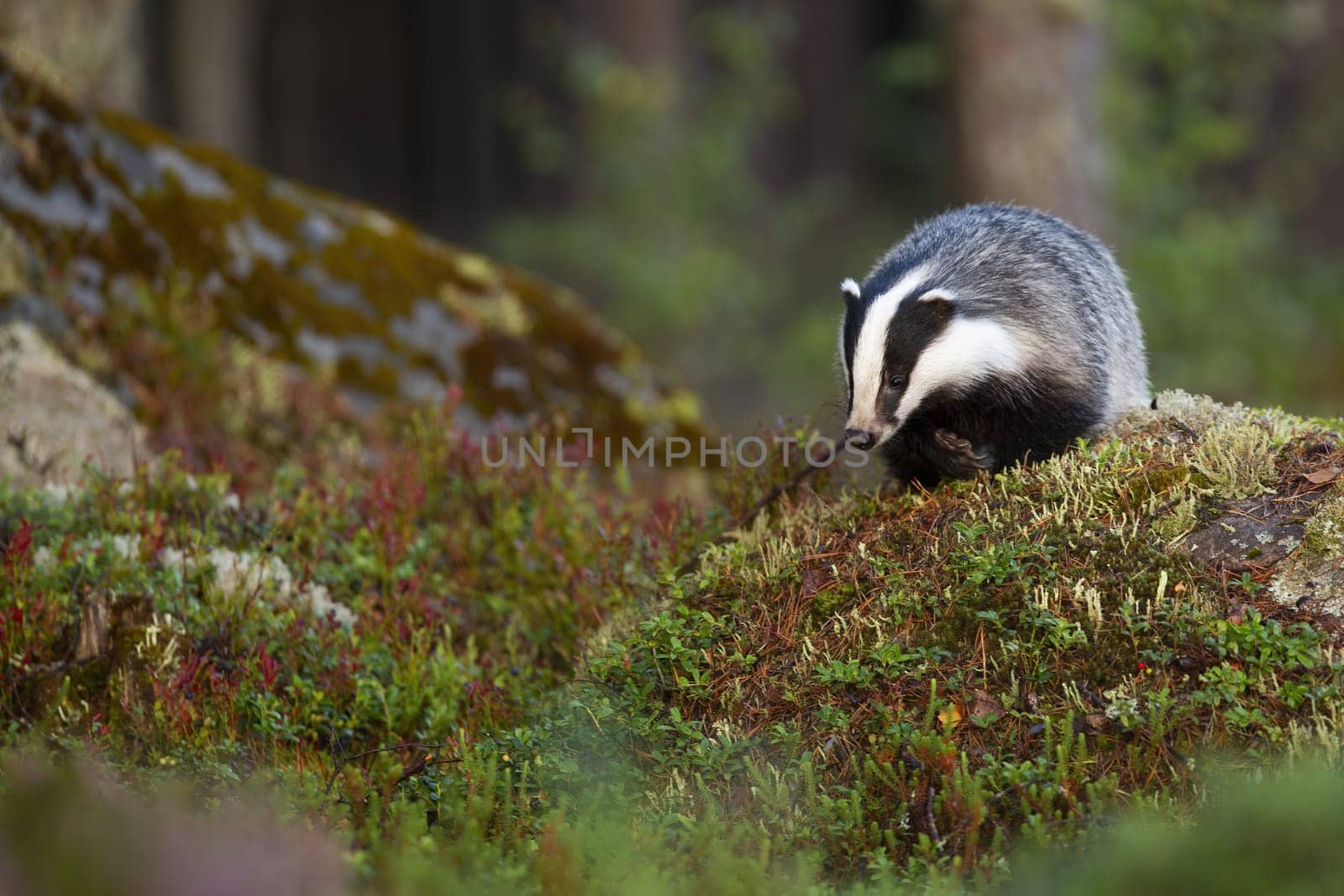 European badger, meles meles, searching for food and approaching on rocks in forest from front view with copy space. Furry animal with black and white striped face walking in summer woodland.