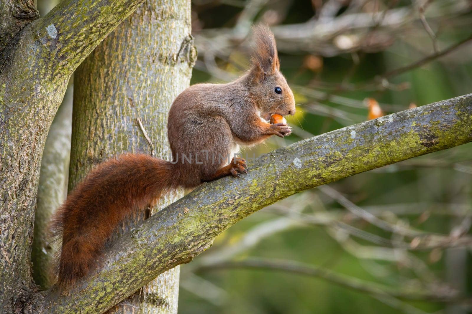 Cute red squirrel, sciurus vulgaris, sitting on a branch and feeding on nut. Adorable wild animal with fluffy tail eating on tree from side view. Mammal holding food in forest.