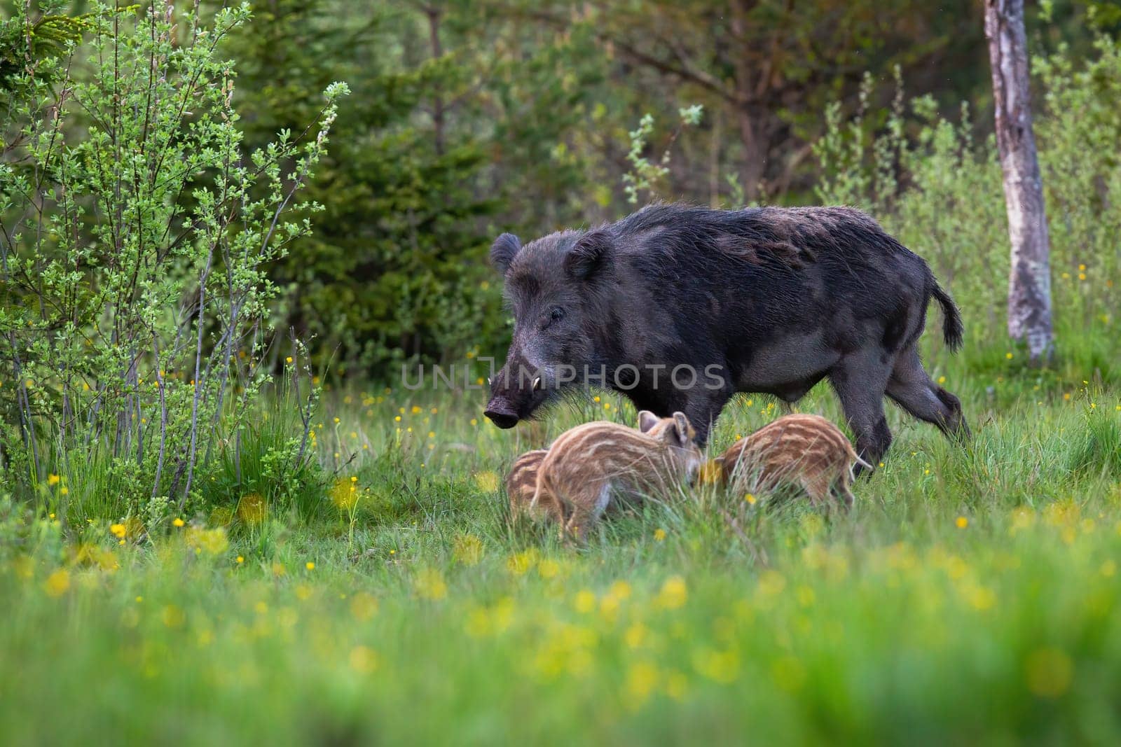 Male wild boar, sus scrofa, with white tusks and young piglets feeding on green meadow with trees in background. Family of dangerous mammals on glade with flowers.